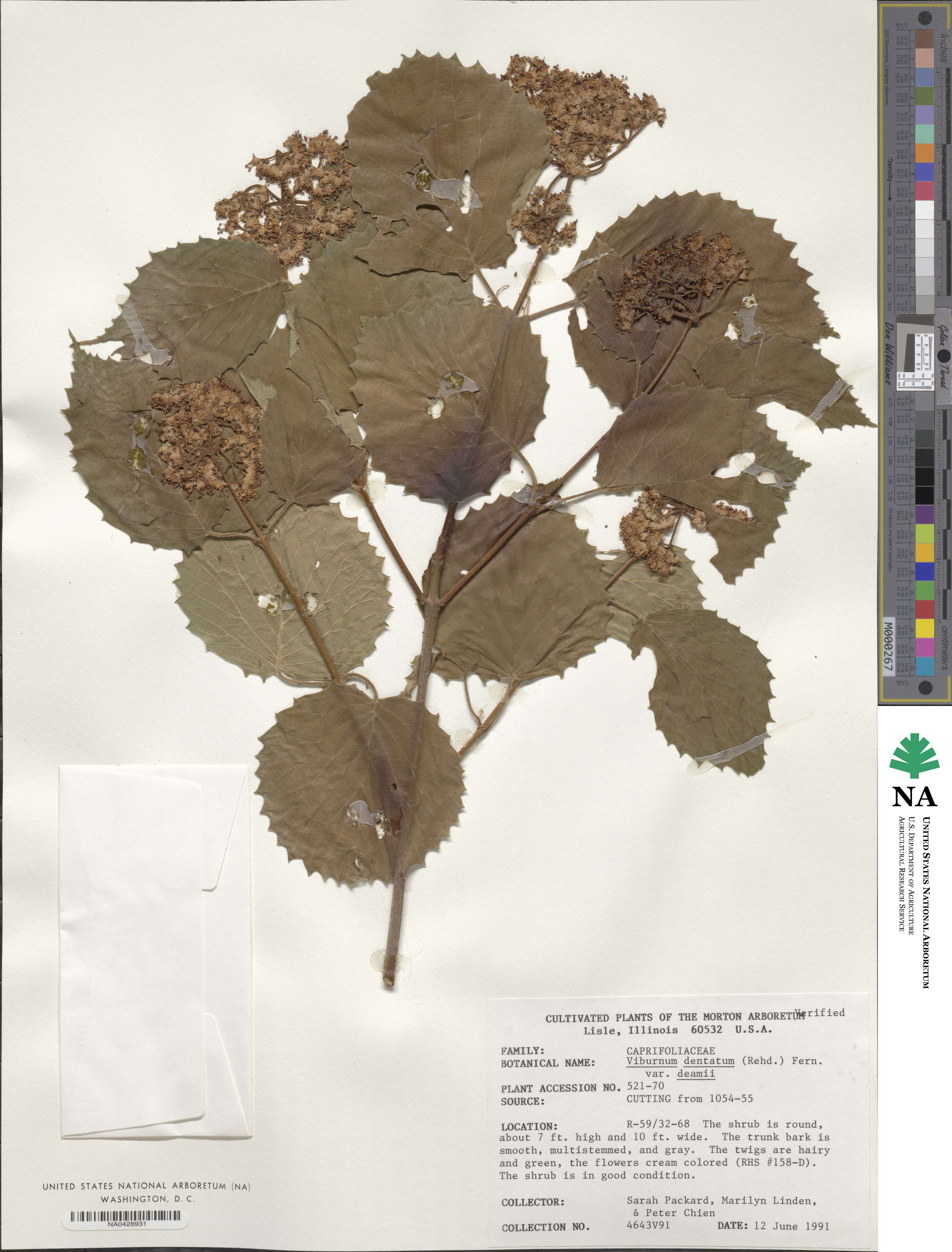 Viburnum deamii image