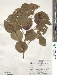 Viburnum deamii image