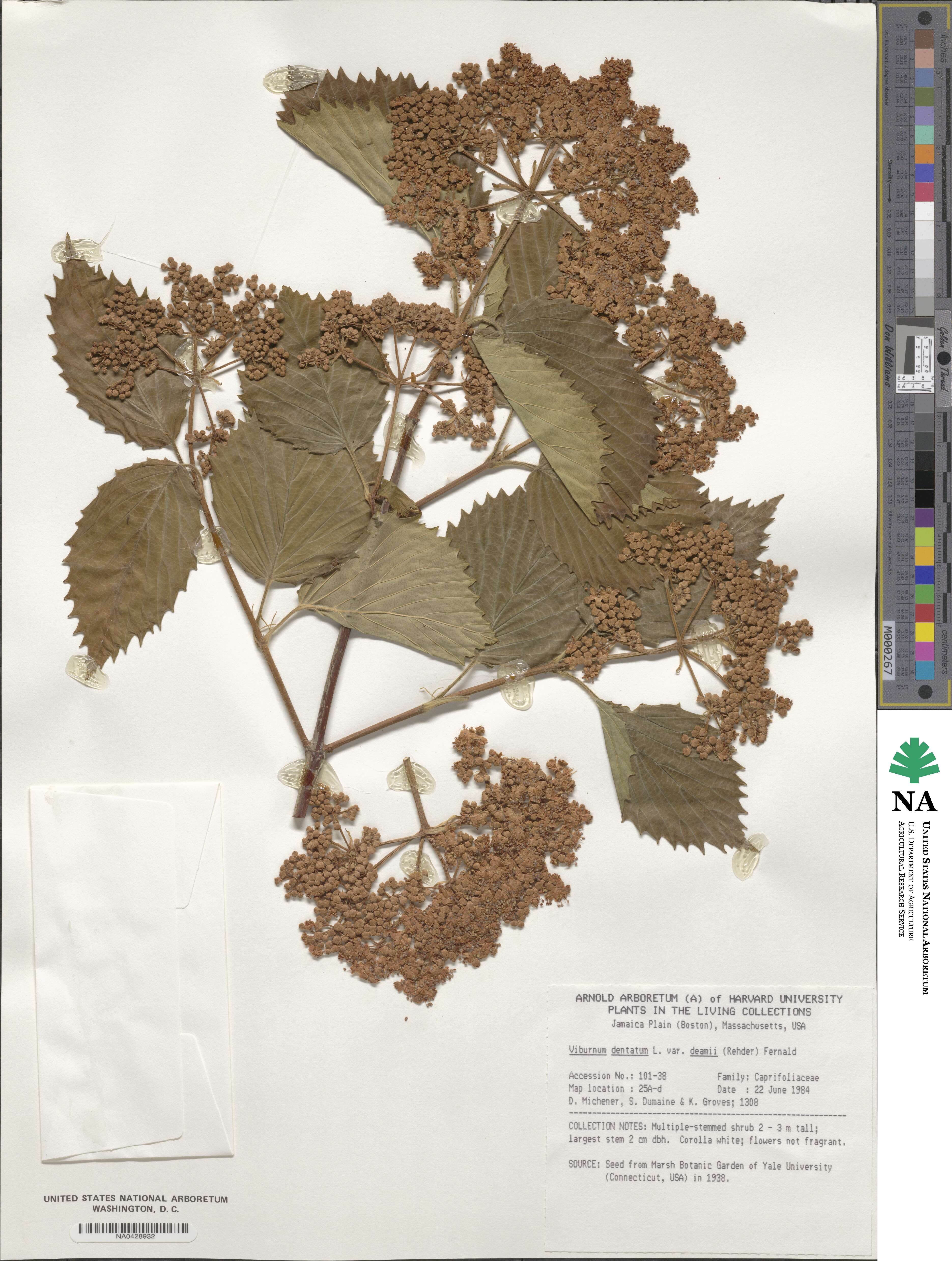 Viburnum deamii image