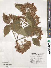 Viburnum deamii image