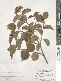 Viburnum recognitum image