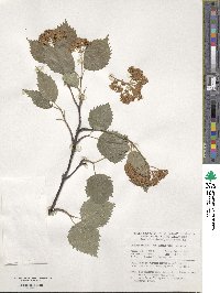 Viburnum recognitum image