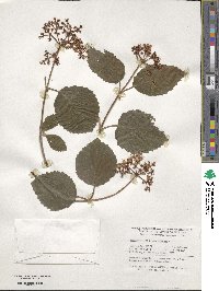 Viburnum dentatum image