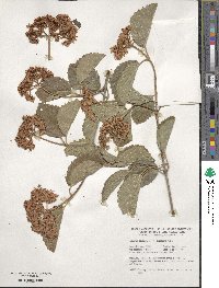 Viburnum dentatum image