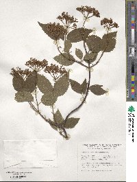 Viburnum dentatum image