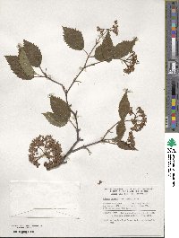 Viburnum dentatum image