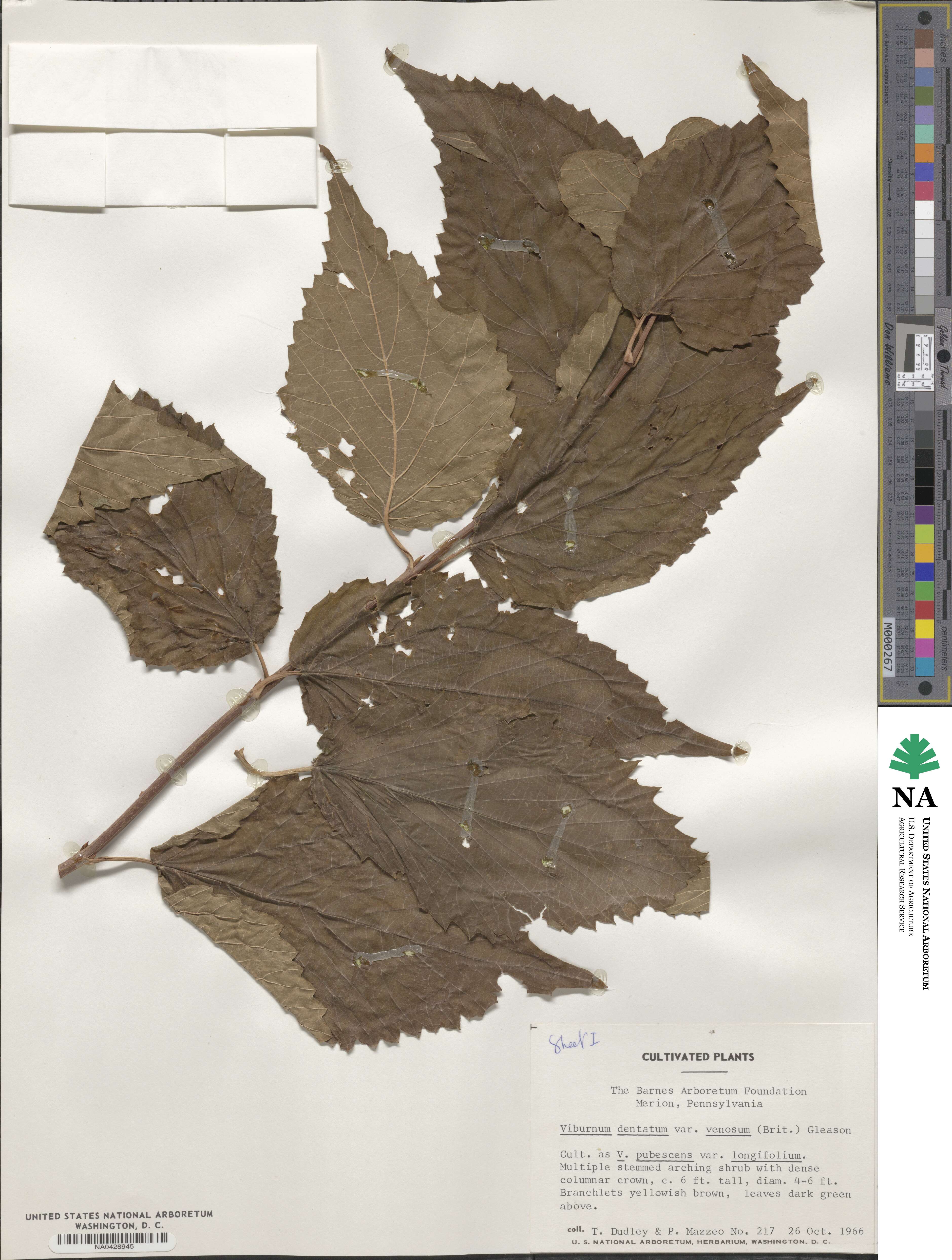 Viburnum dentatum var. venosum image