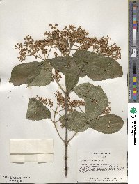 Viburnum dilatatum image