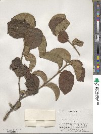 Viburnum dilatatum image