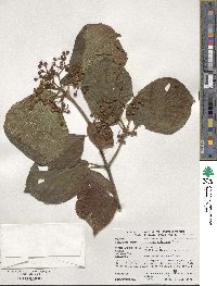 Viburnum dilatatum image