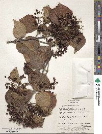 Viburnum dilatatum image