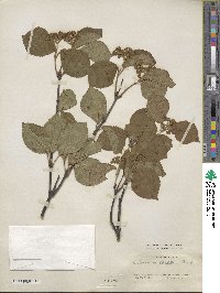 Viburnum dilatatum image