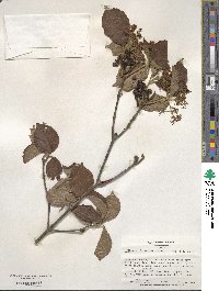 Viburnum dilatatum image