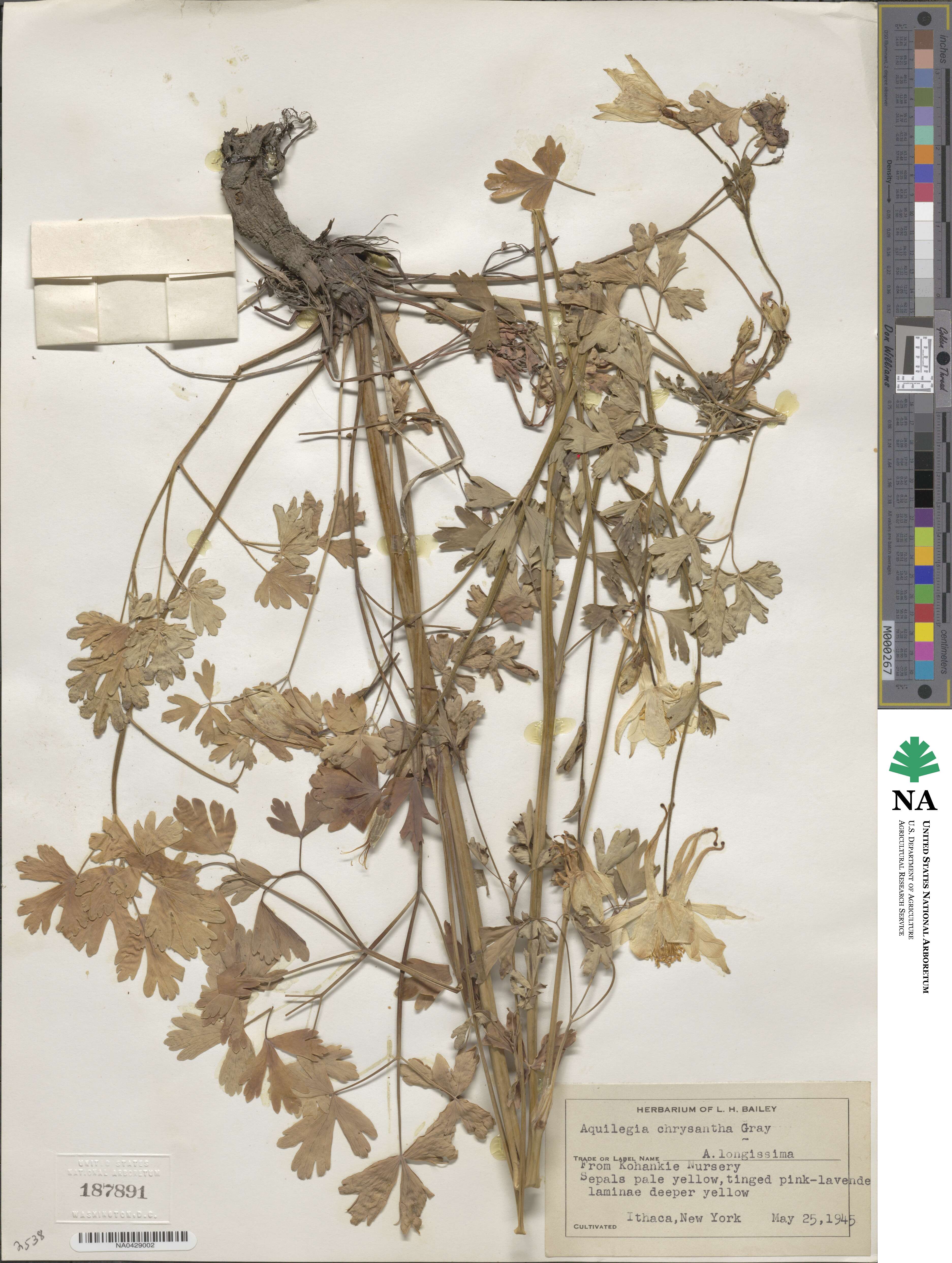 Aquilegia chrysantha image