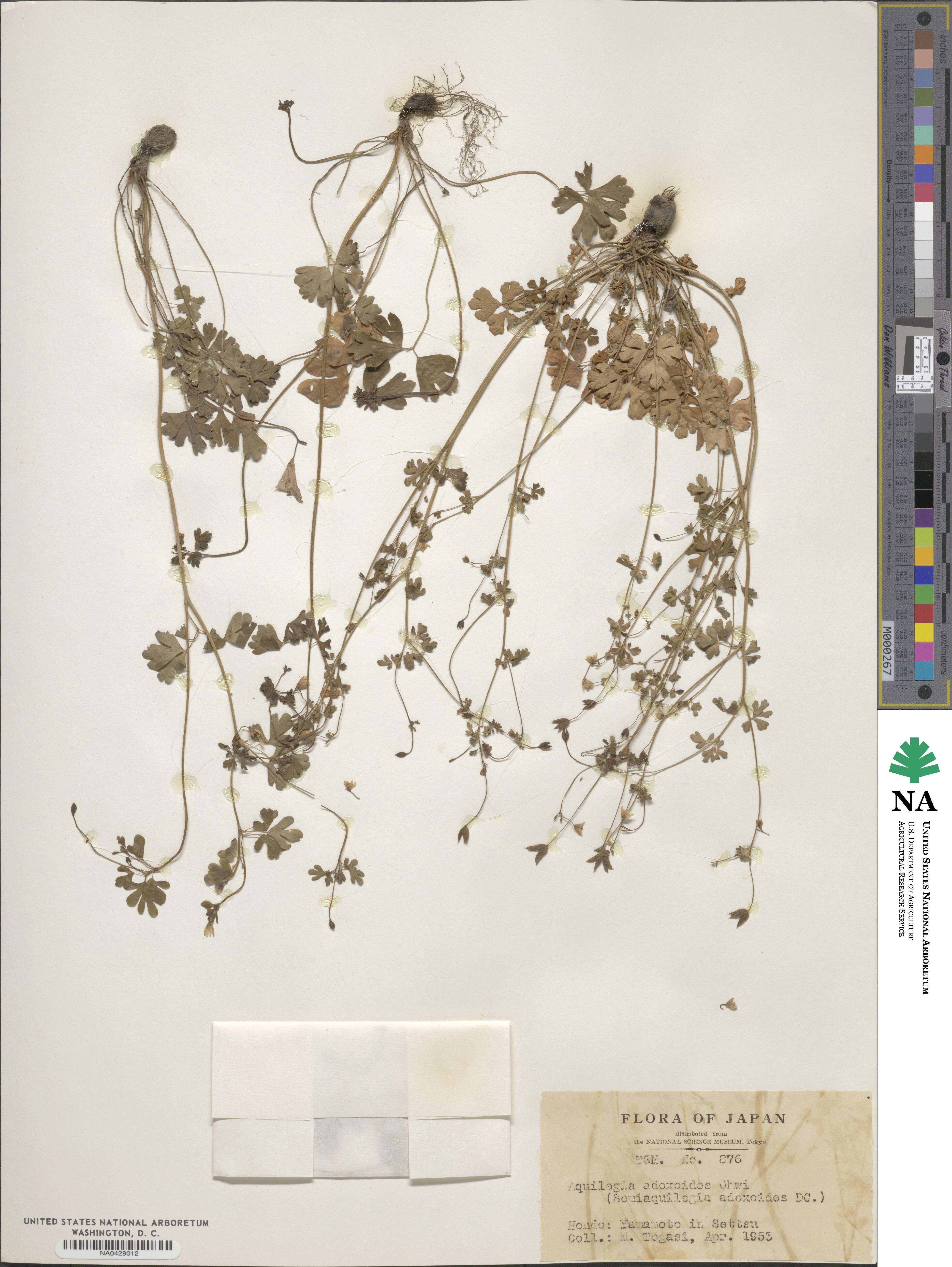 Semiaquilegia adoxoides image