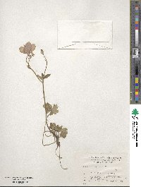 Aquilegia flabellata image