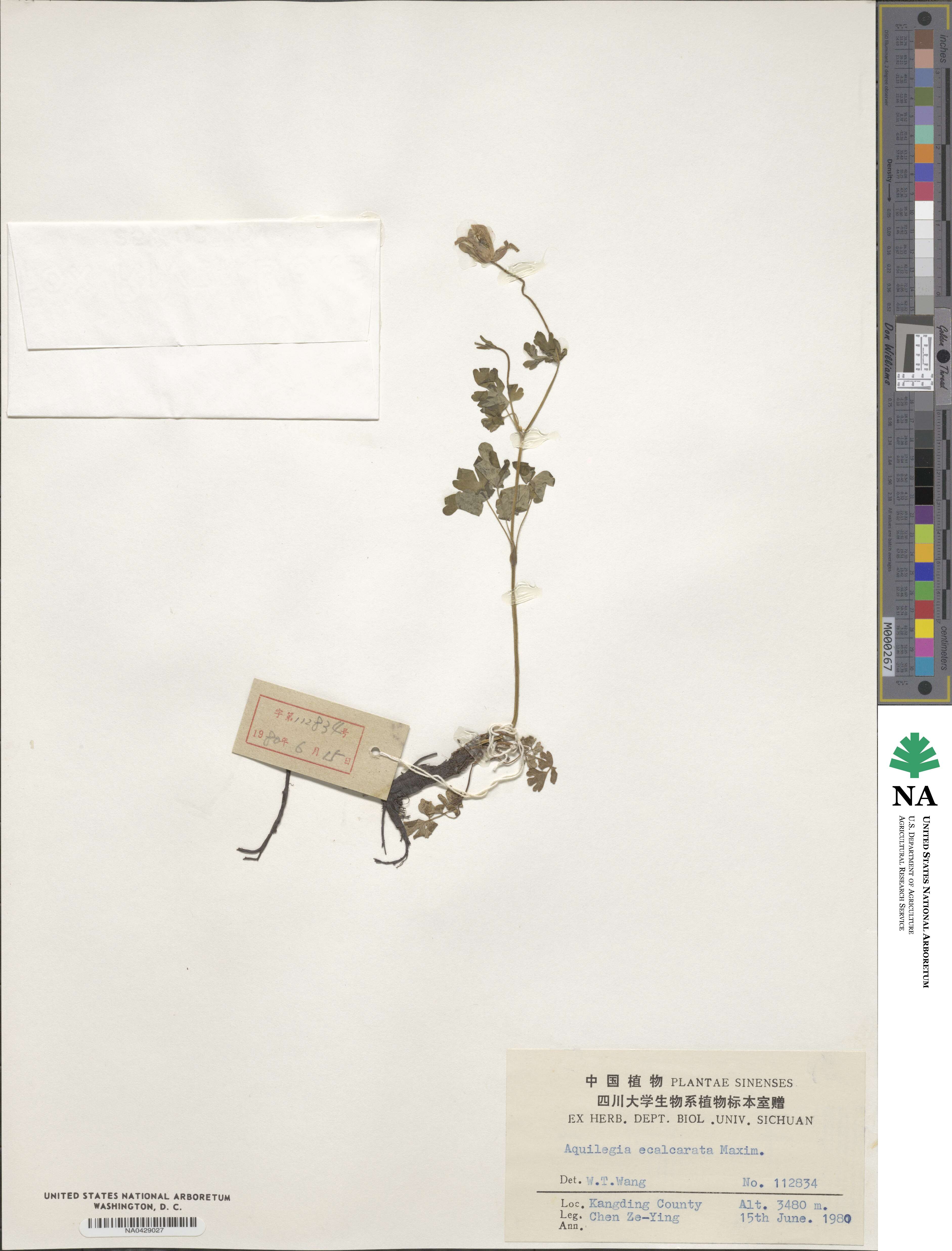 Aquilegia ecalcarata image
