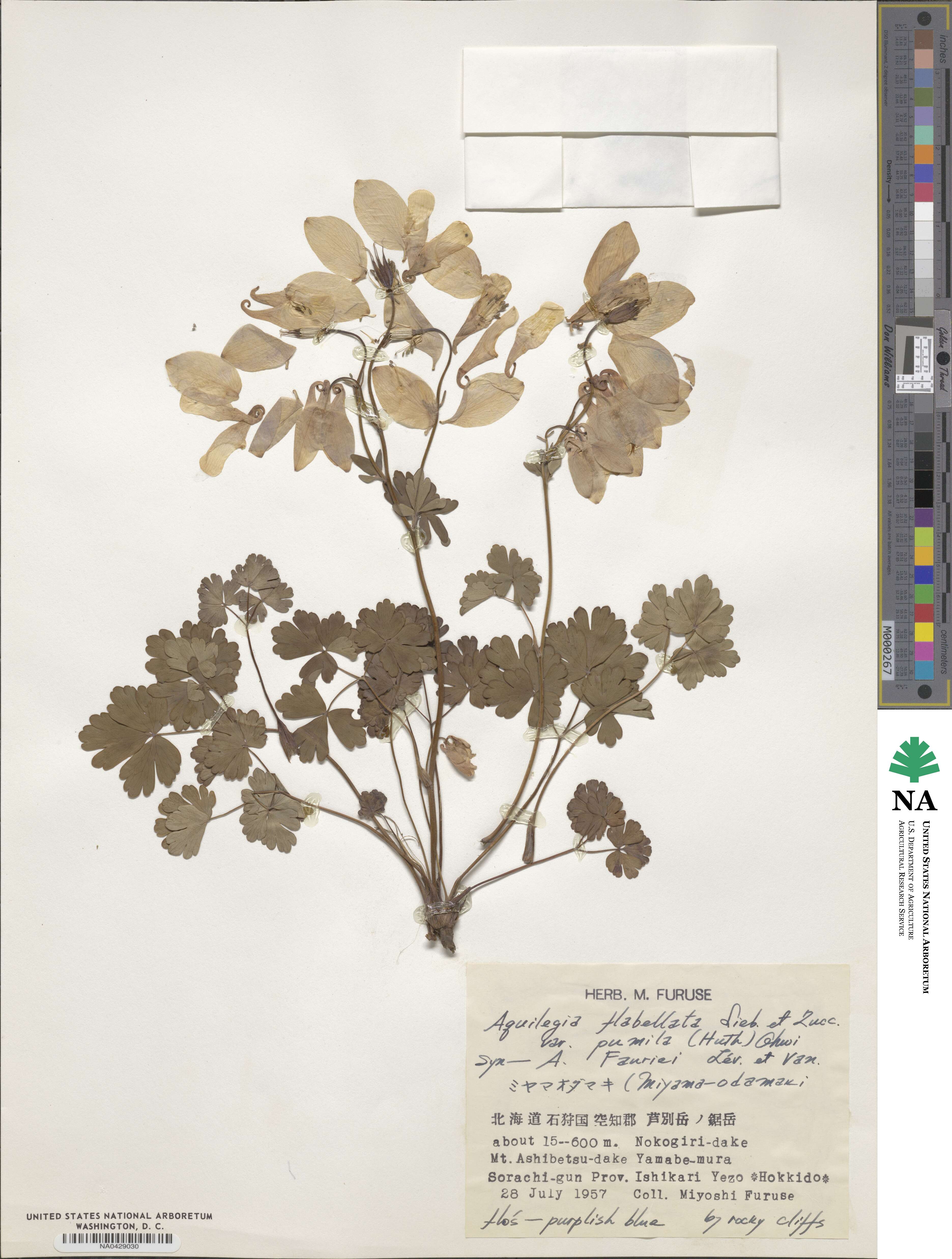 Aquilegia flabellata image