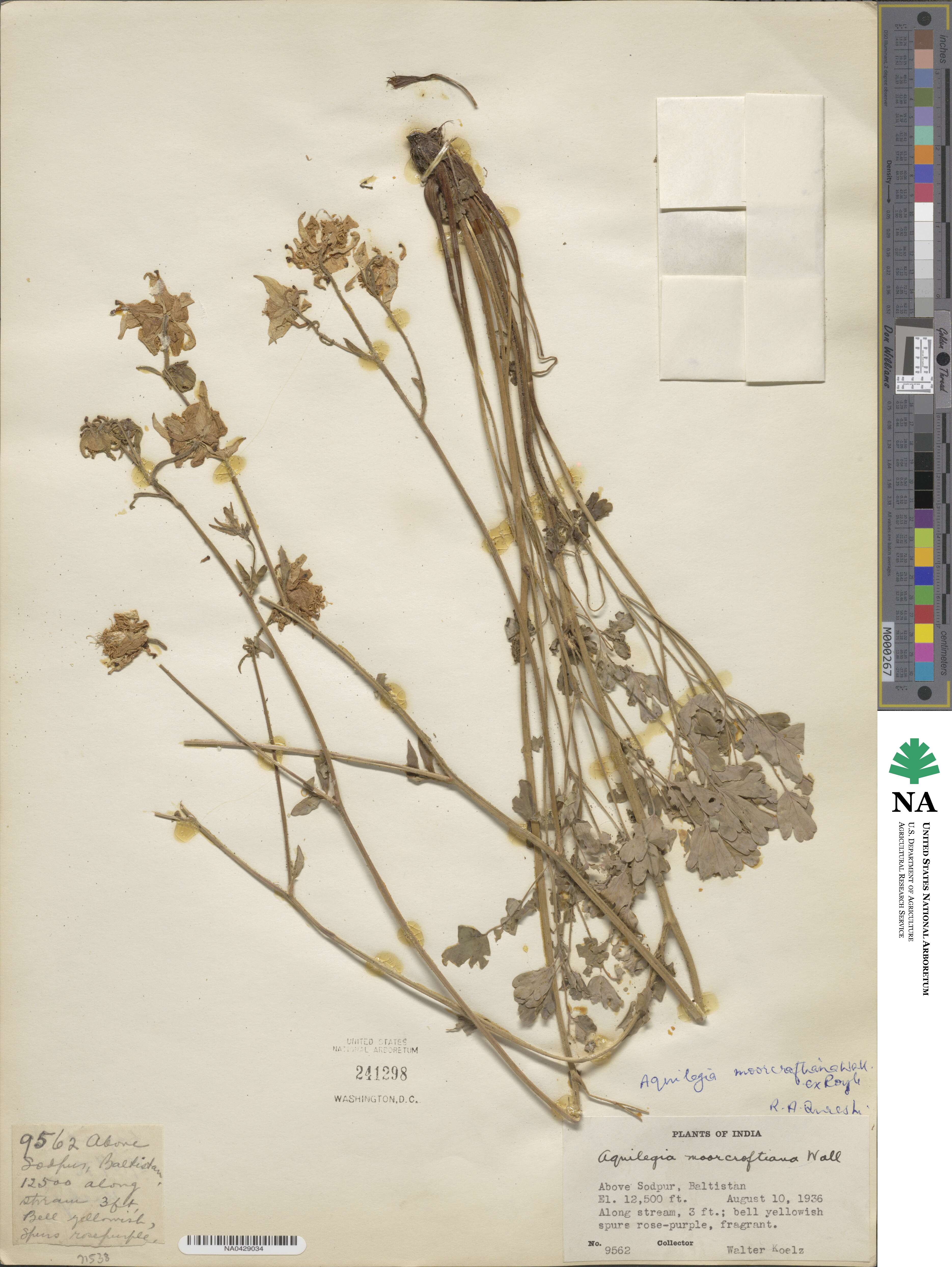 Aquilegia moorcroftiana image
