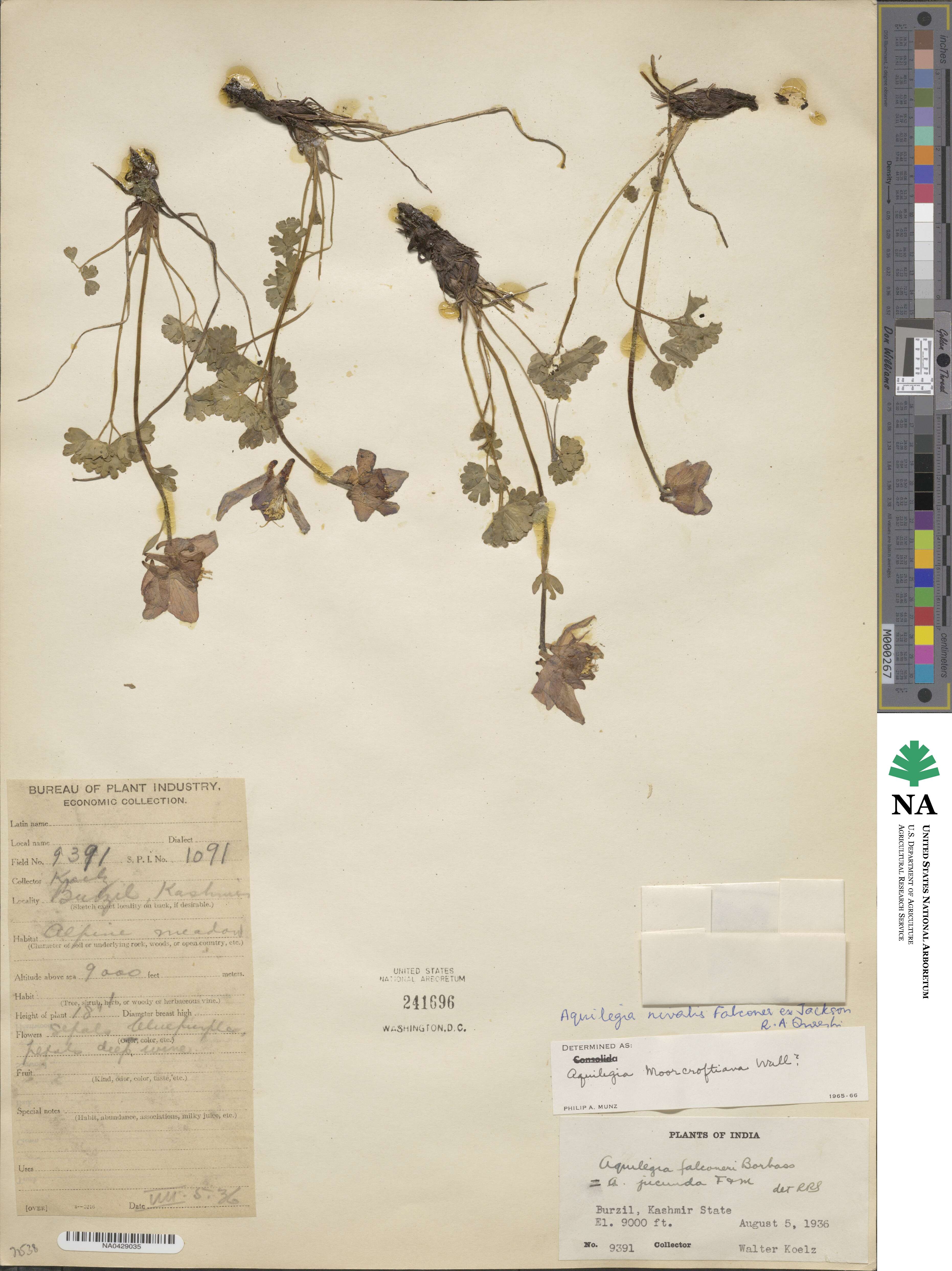 Aquilegia nivalis image