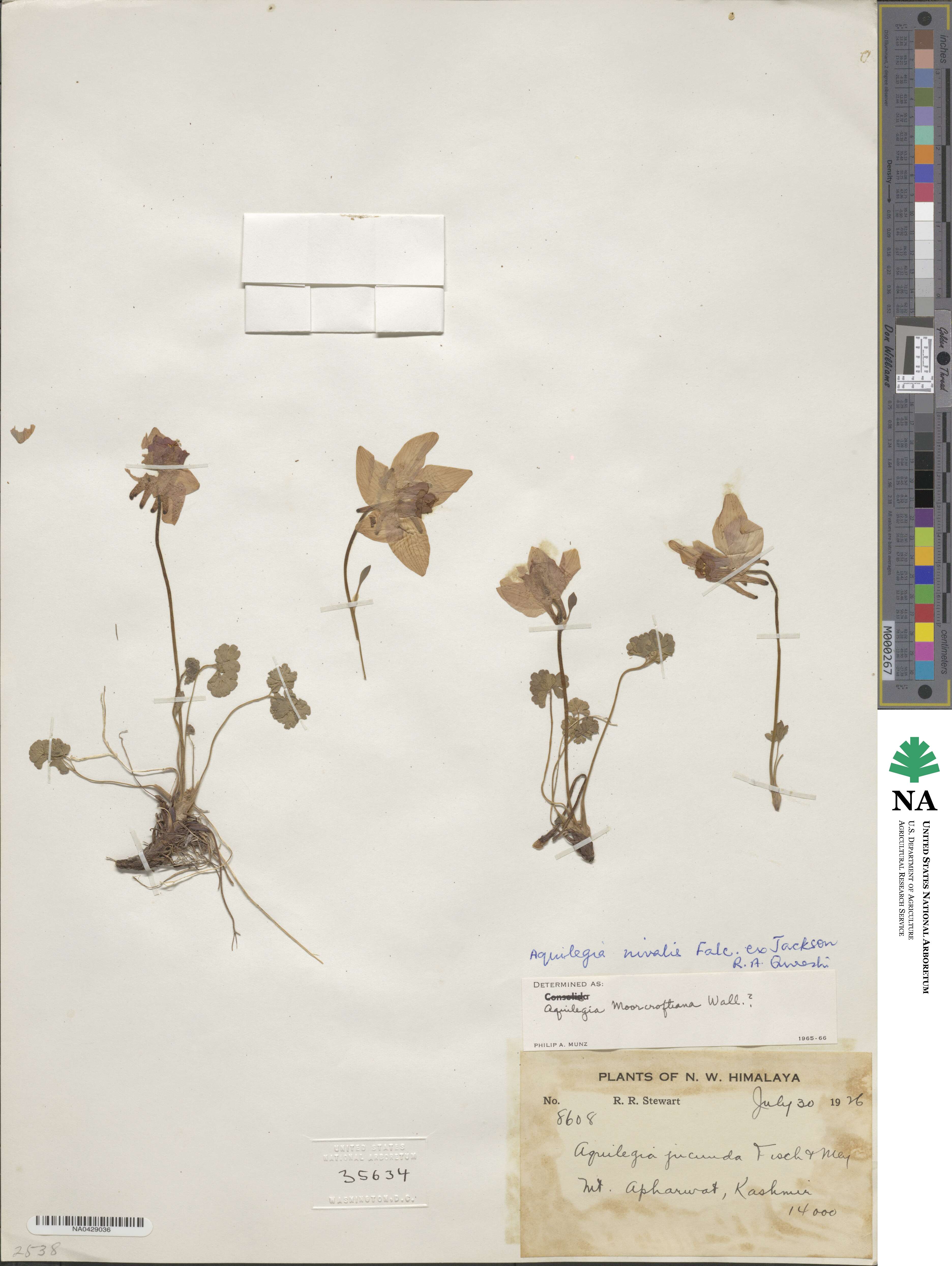 Aquilegia nivalis image
