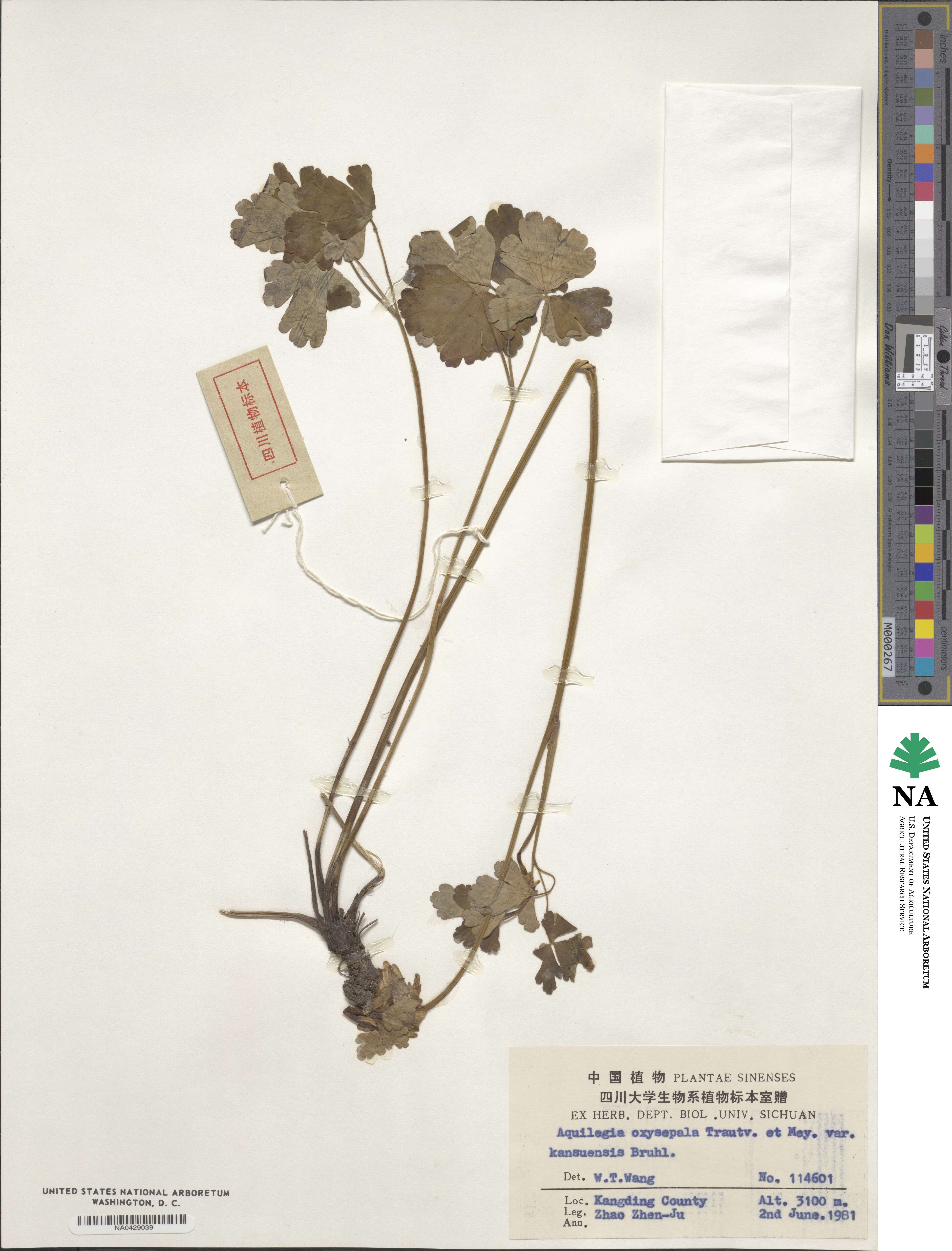 Aquilegia kansuensis image