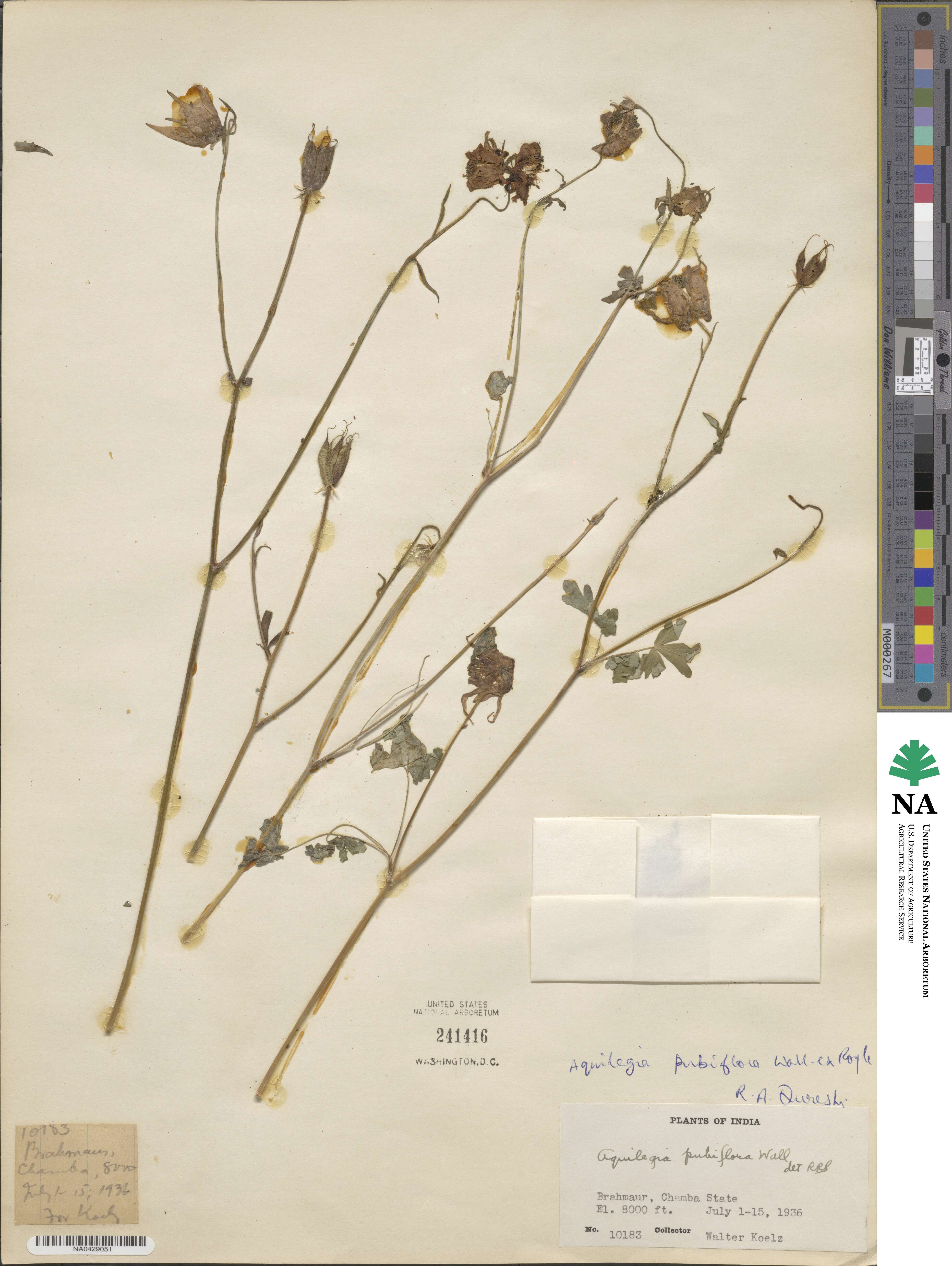 Aquilegia pubiflora image