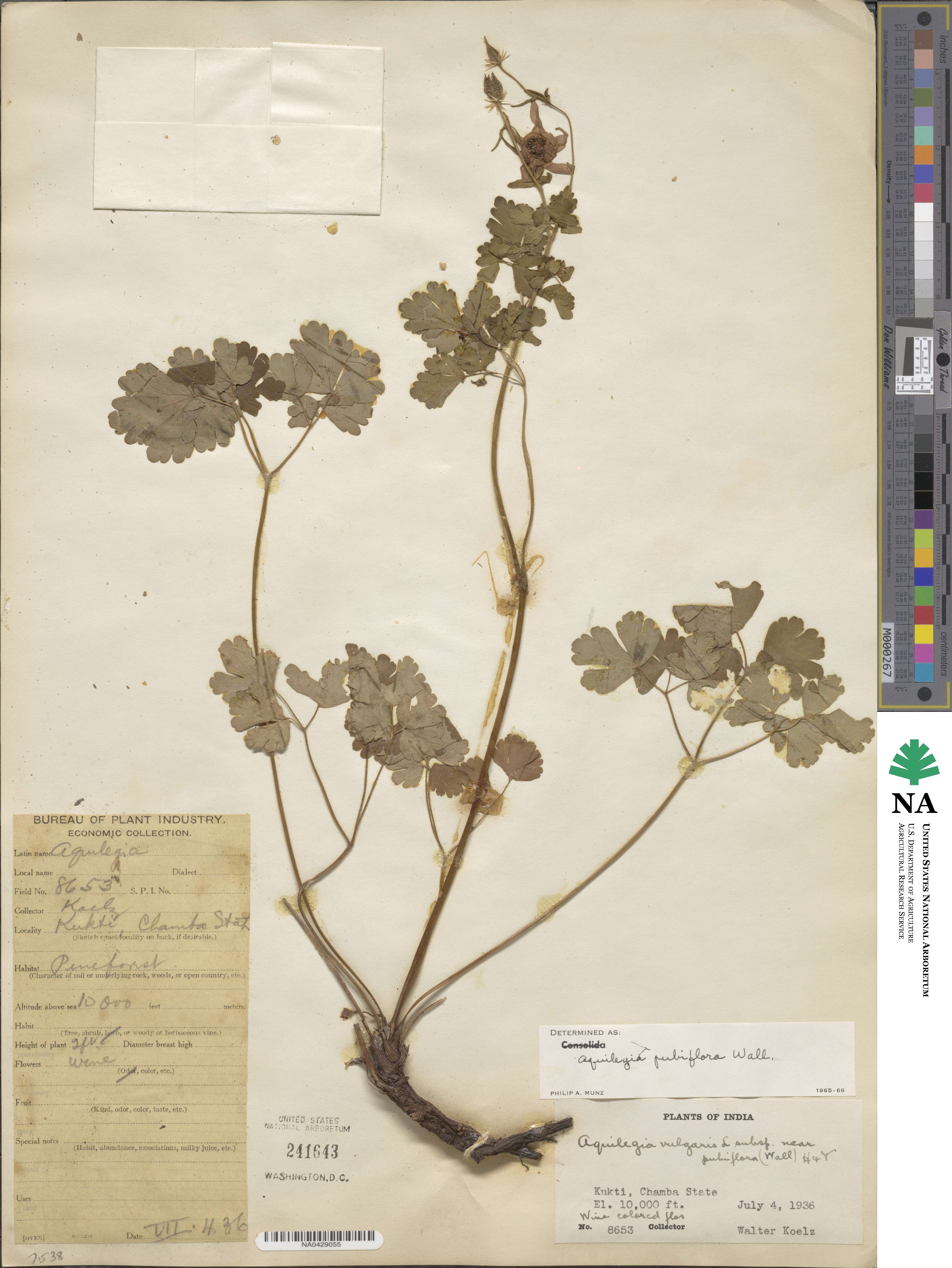 Aquilegia pubiflora image