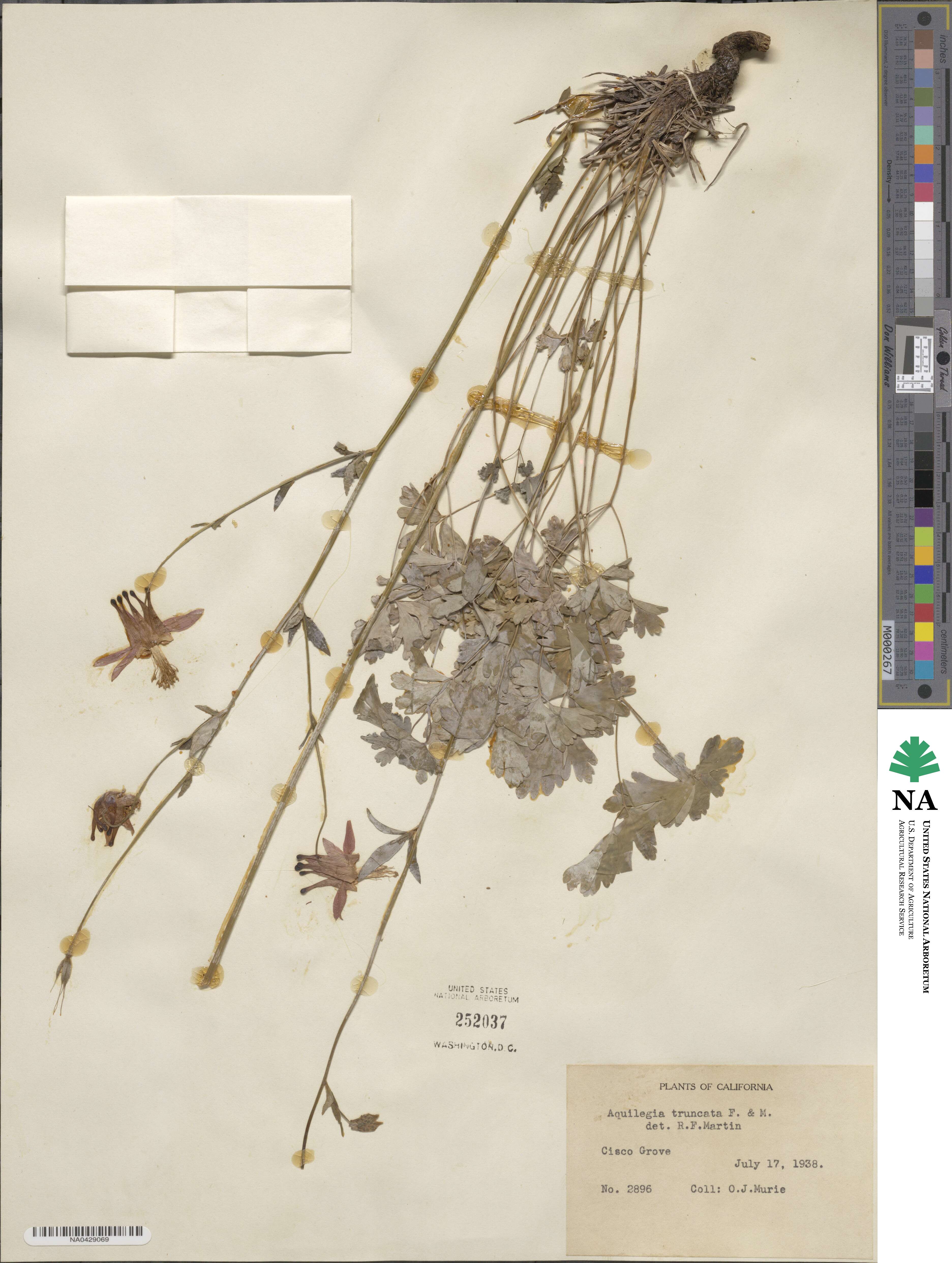 Aquilegia formosa image