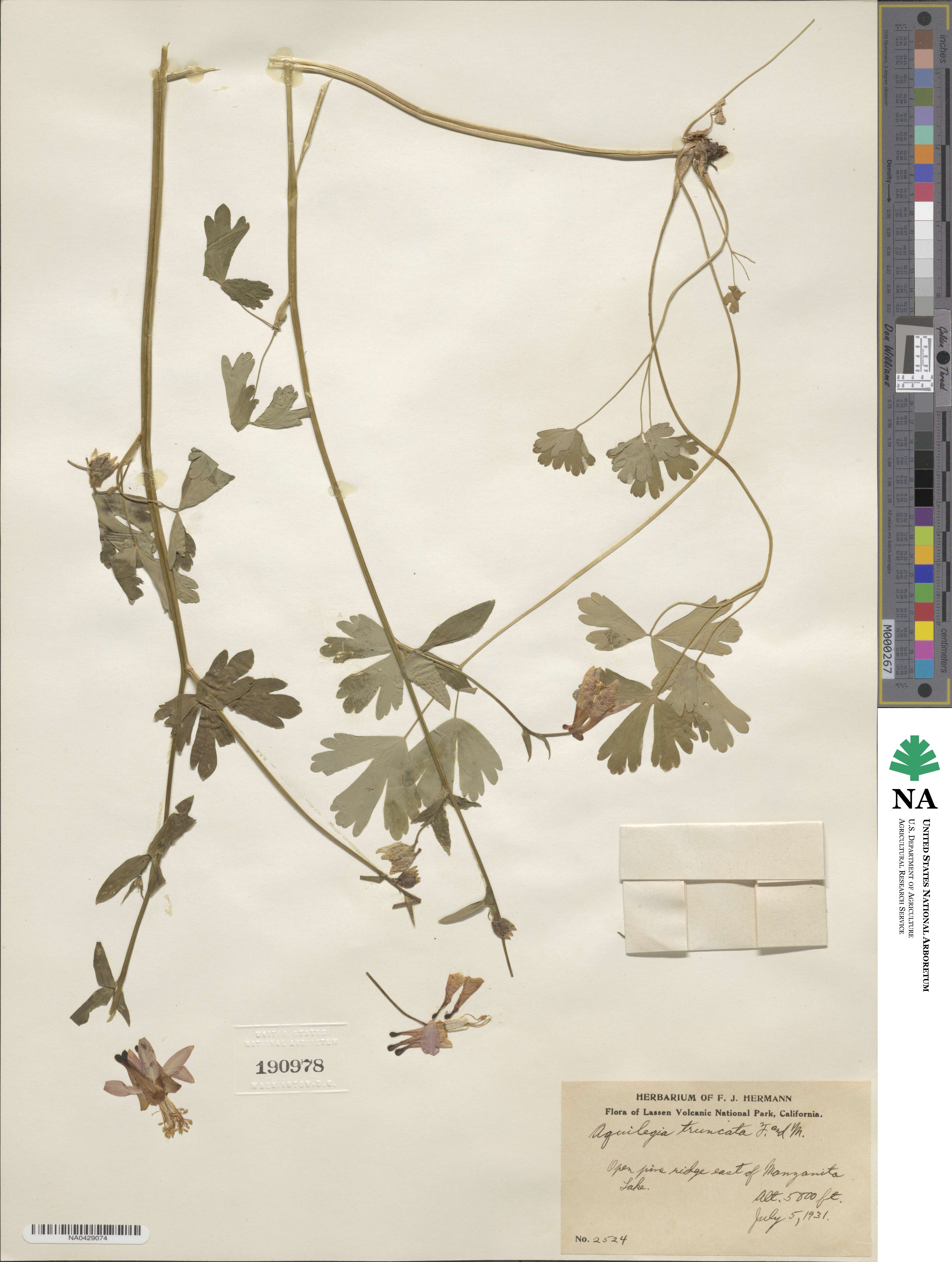 Aquilegia formosa image