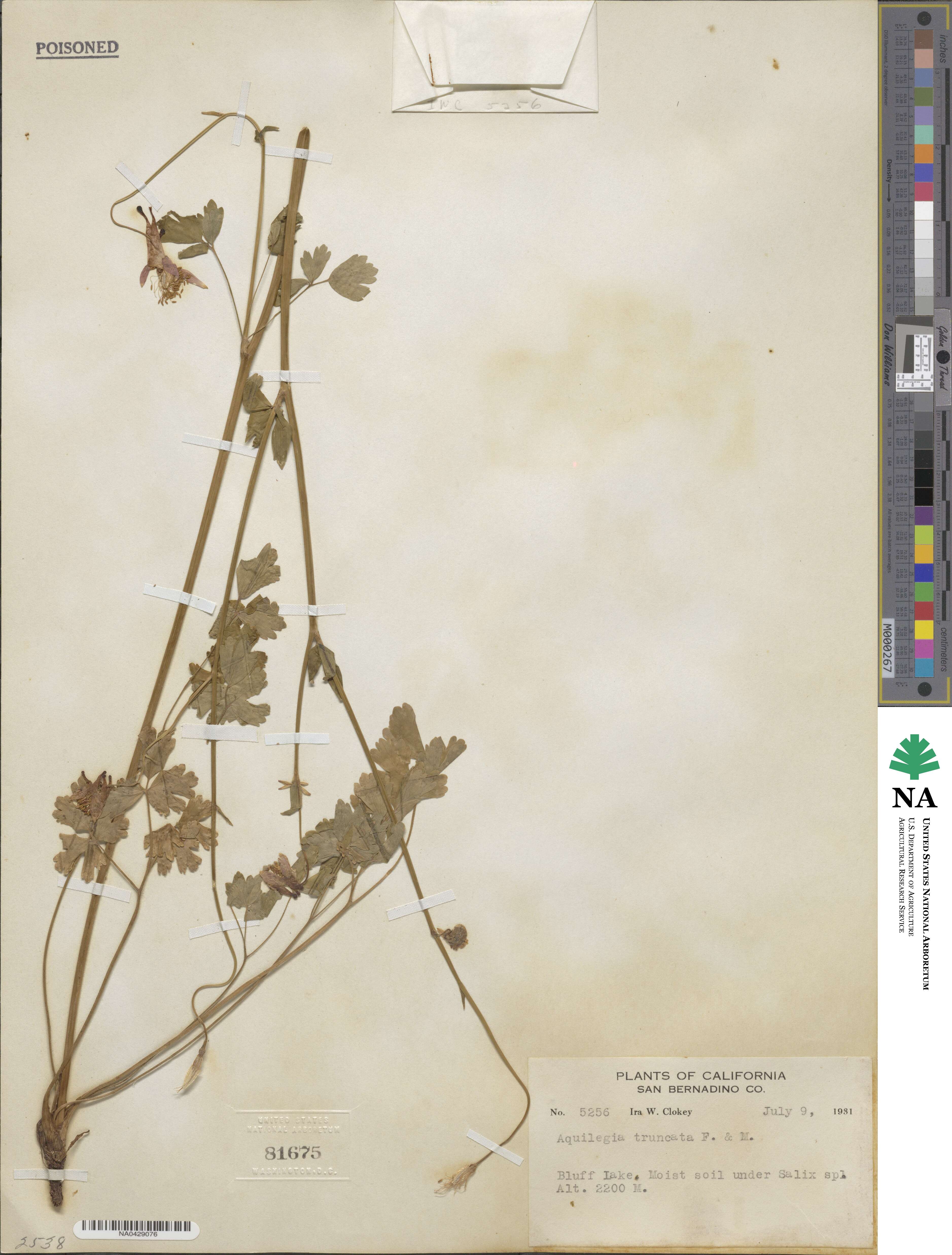Aquilegia formosa image