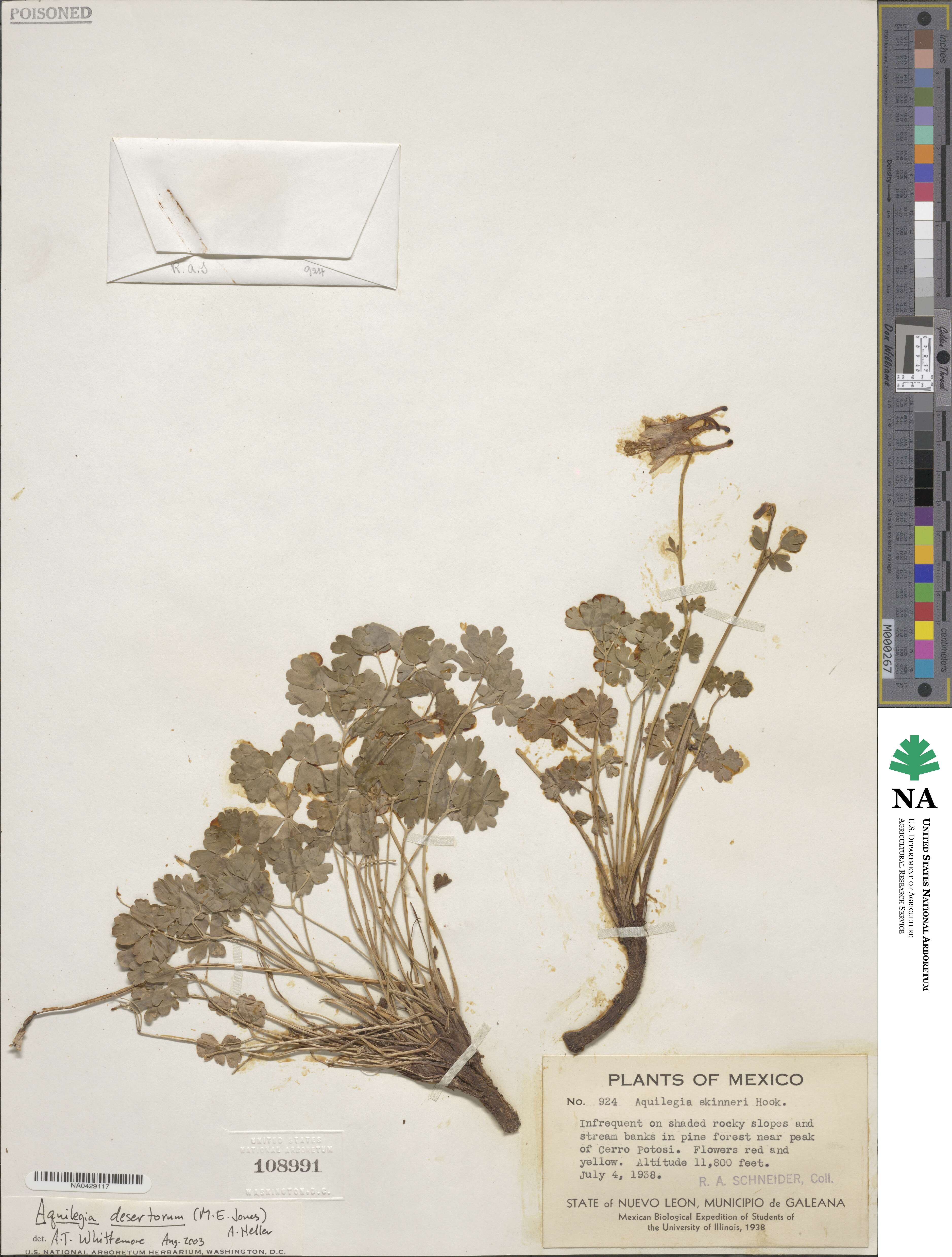 Aquilegia desertorum image