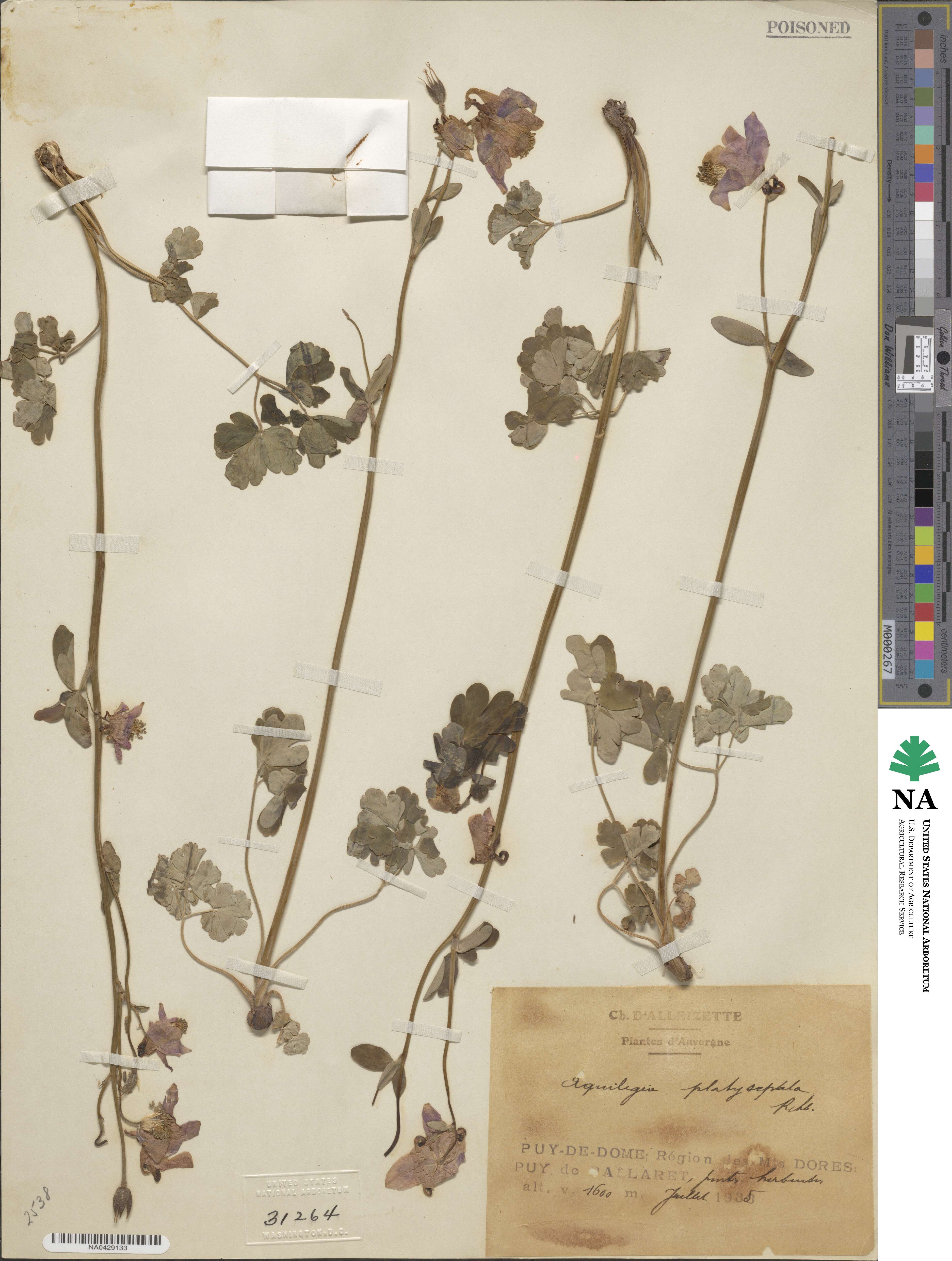 Aquilegia vulgaris subsp. vulgaris image