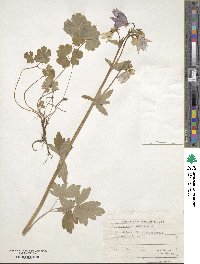 Aquilegia vulgaris image