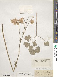 Aquilegia vulgaris image