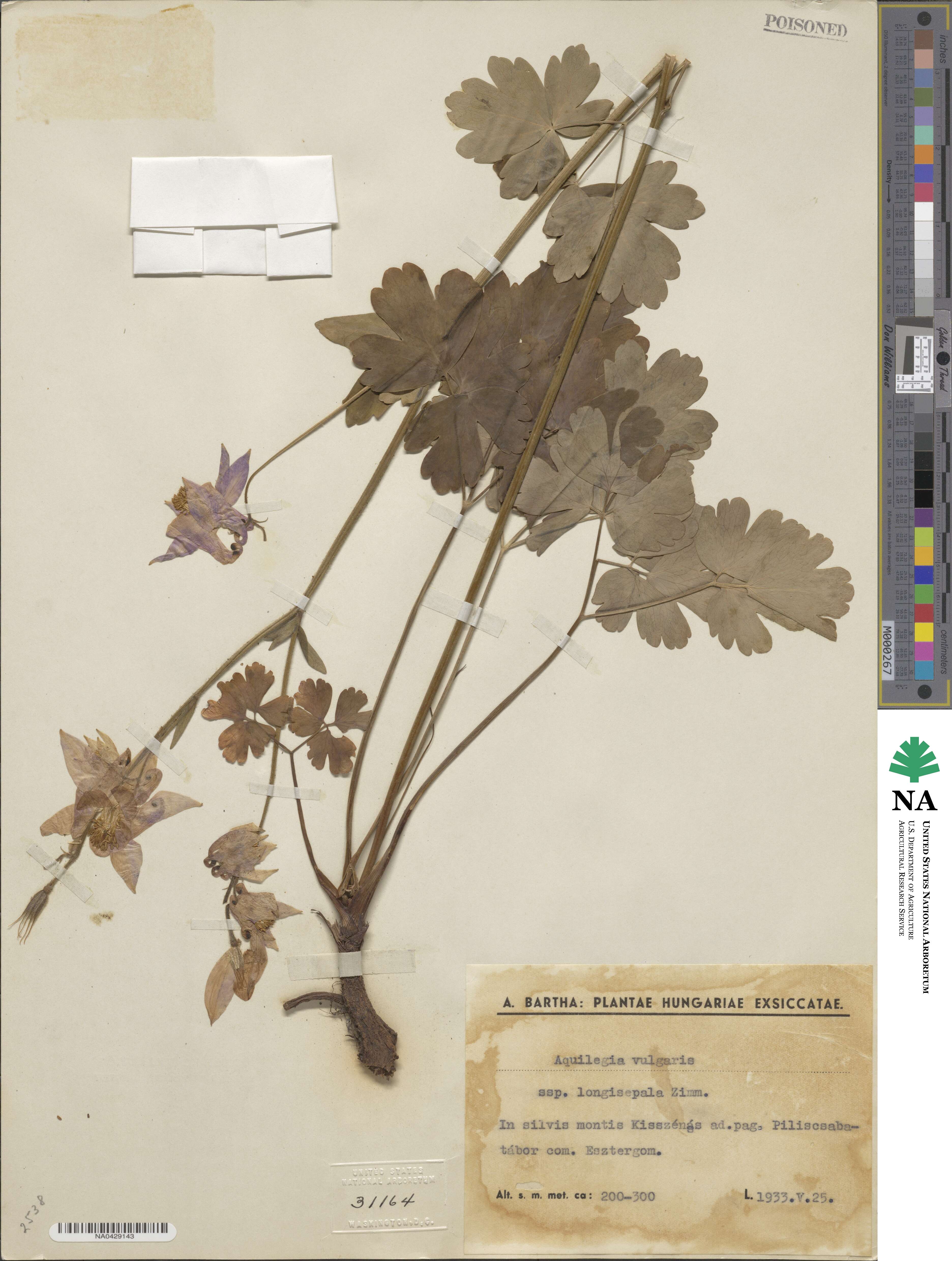 Aquilegia vulgaris var. longisepala image