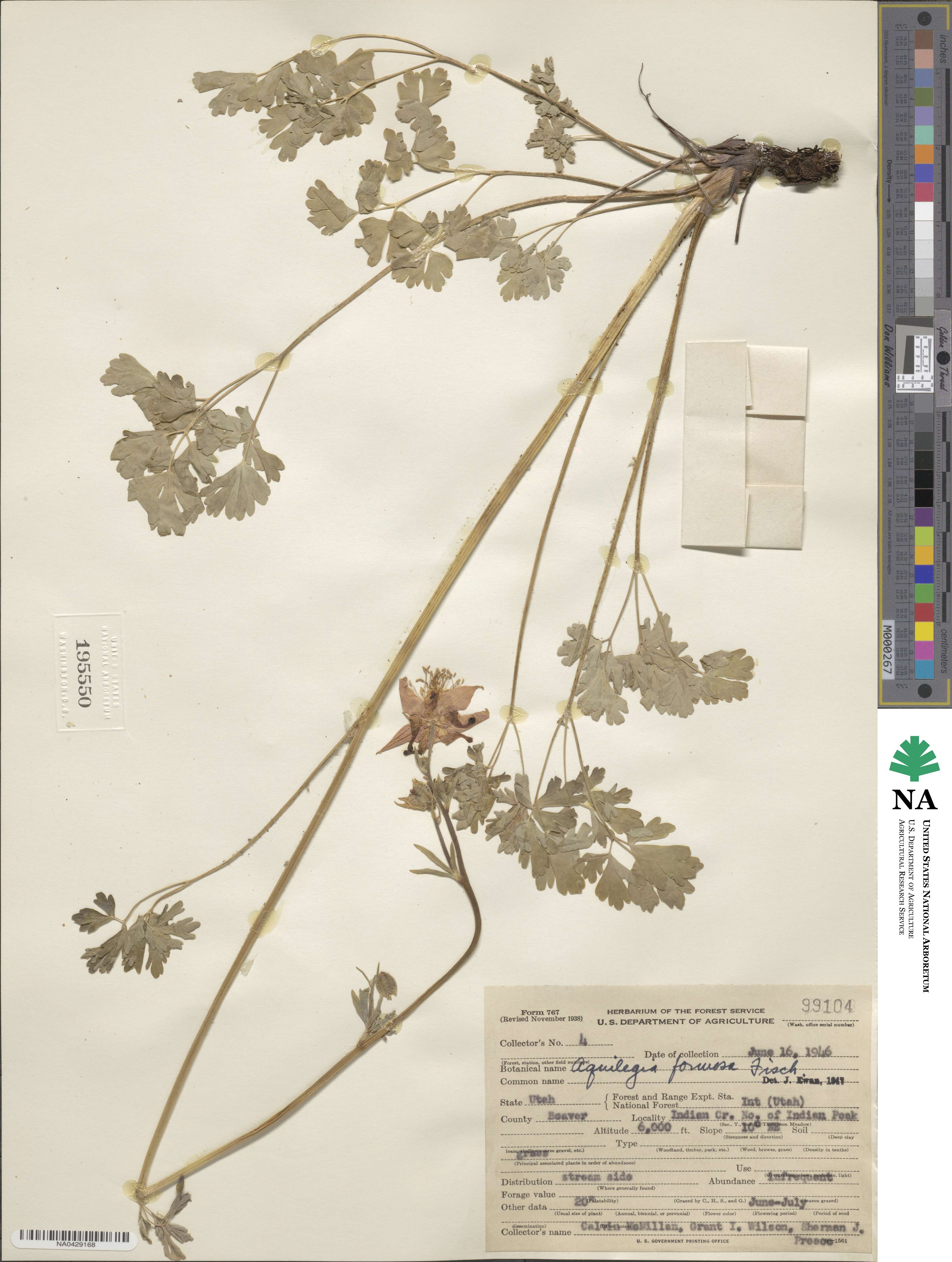 Aquilegia image