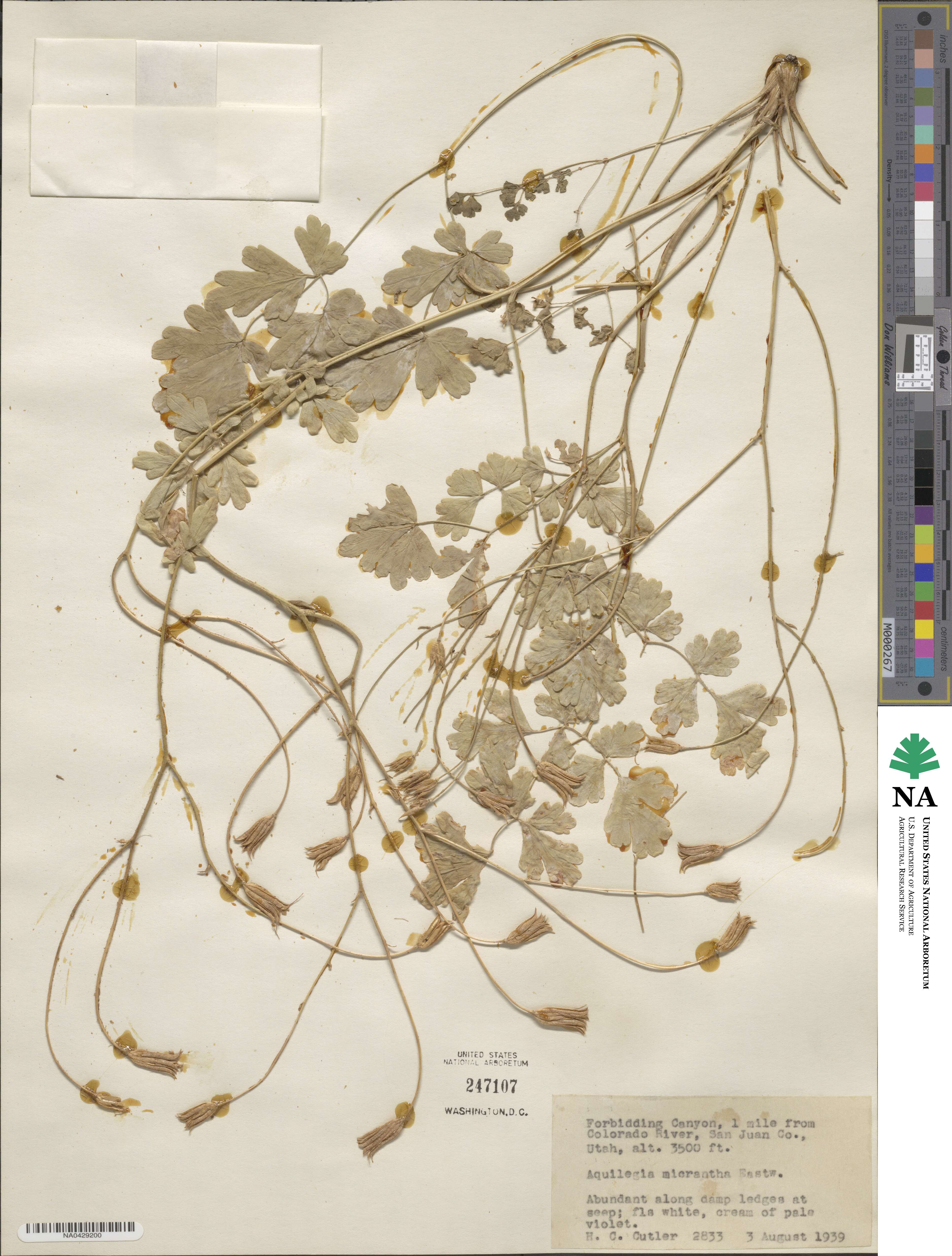 Aquilegia micrantha image