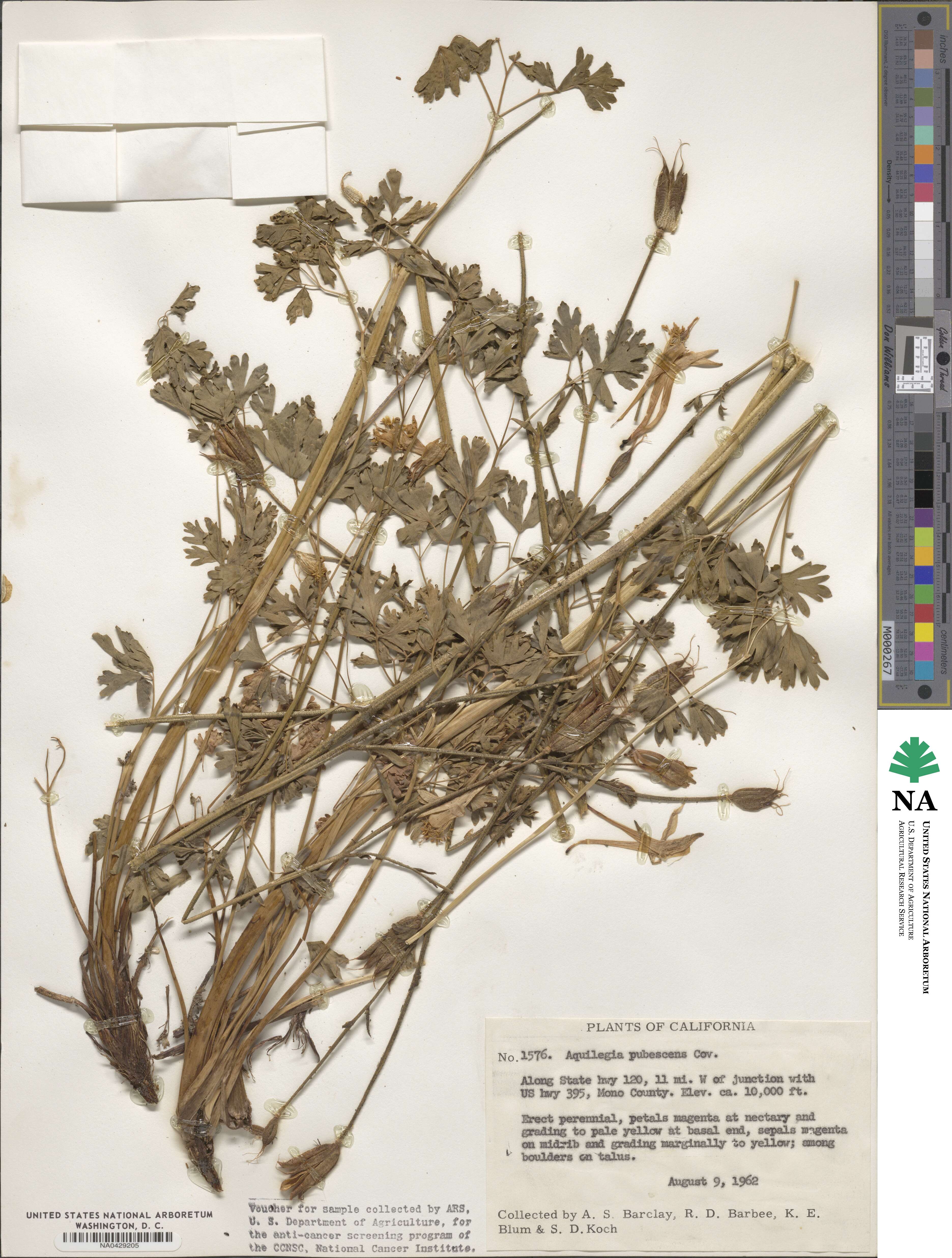 Aquilegia pubescens image