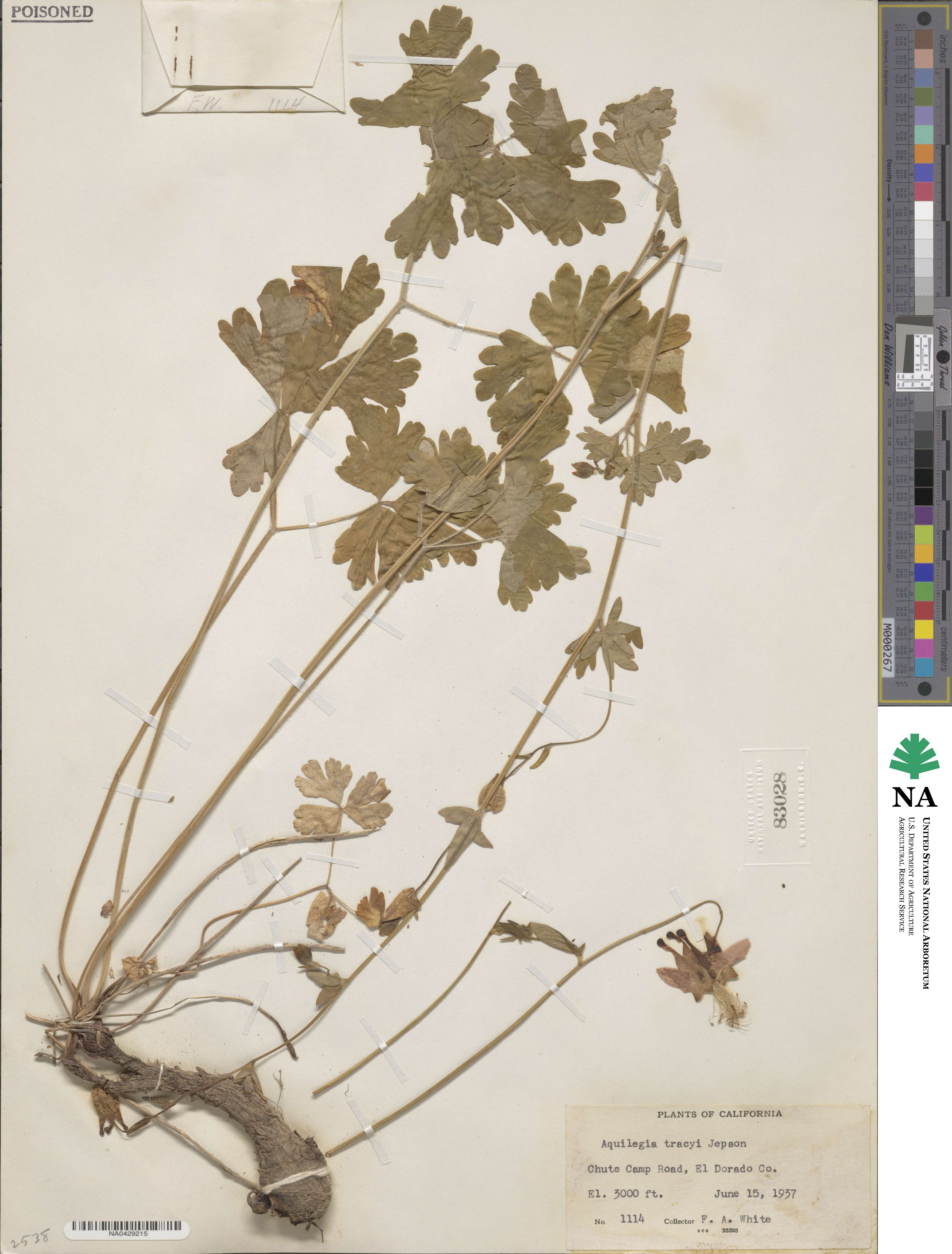 Aquilegia eximia image