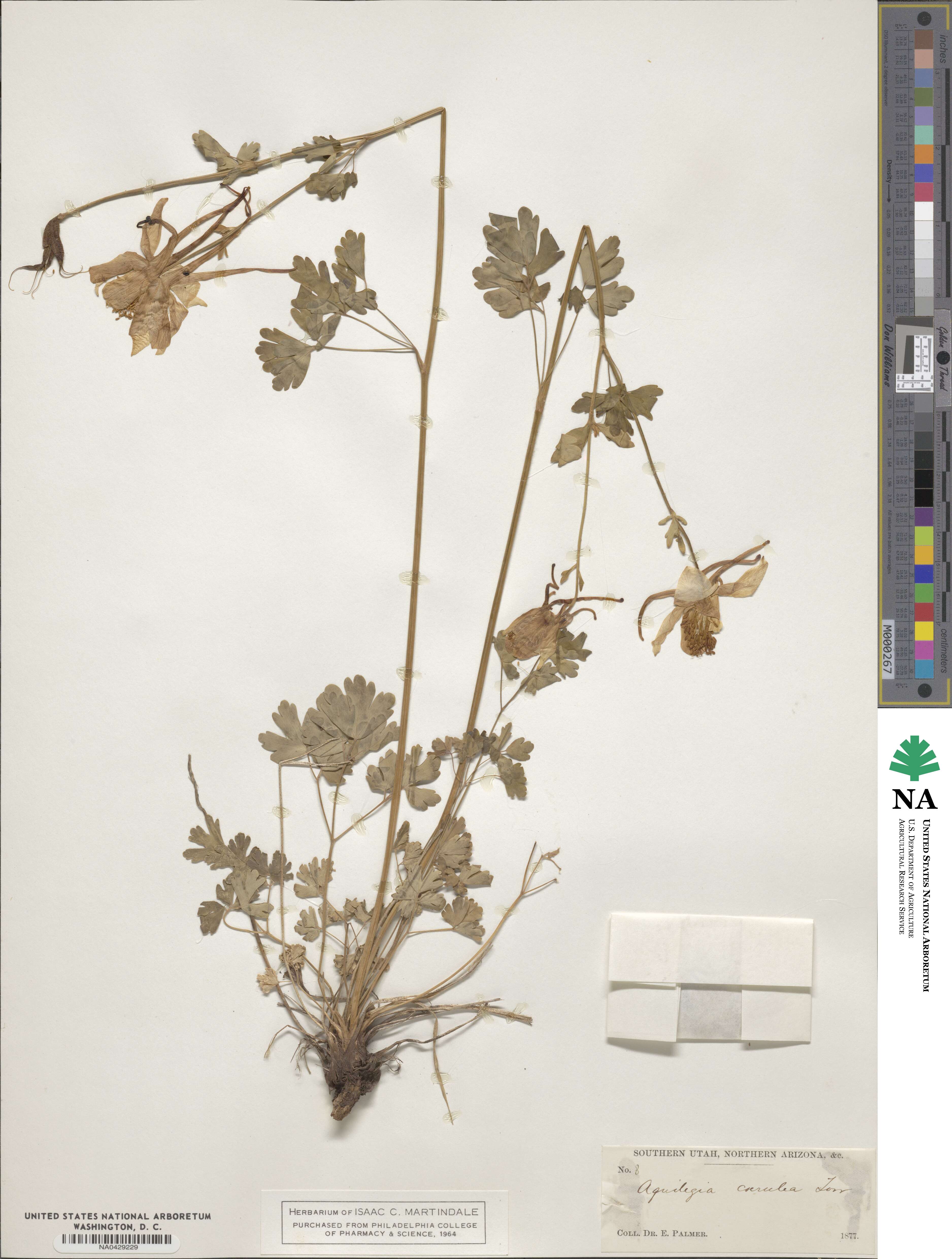 Aquilegia coerulea image