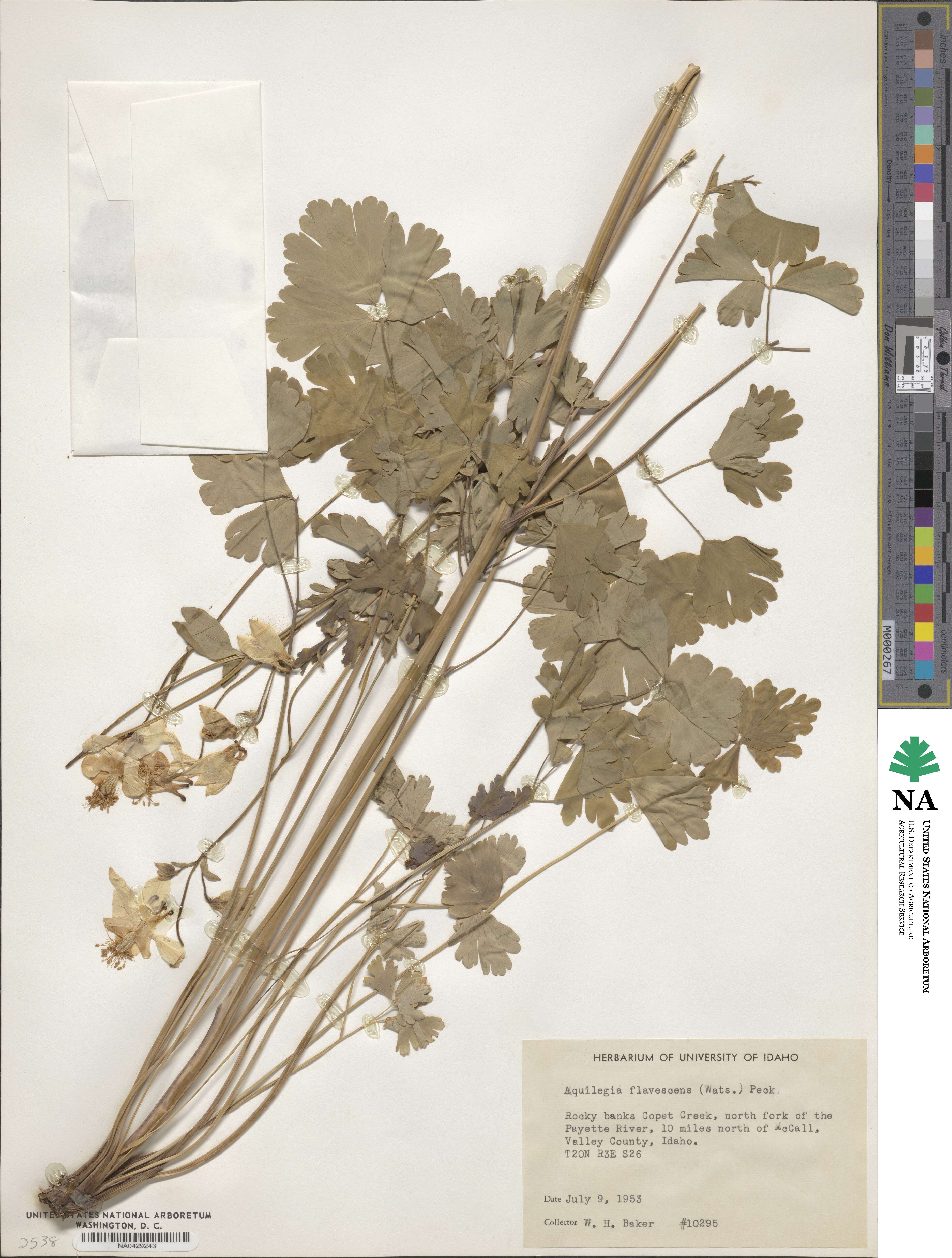 Aquilegia flavescens image