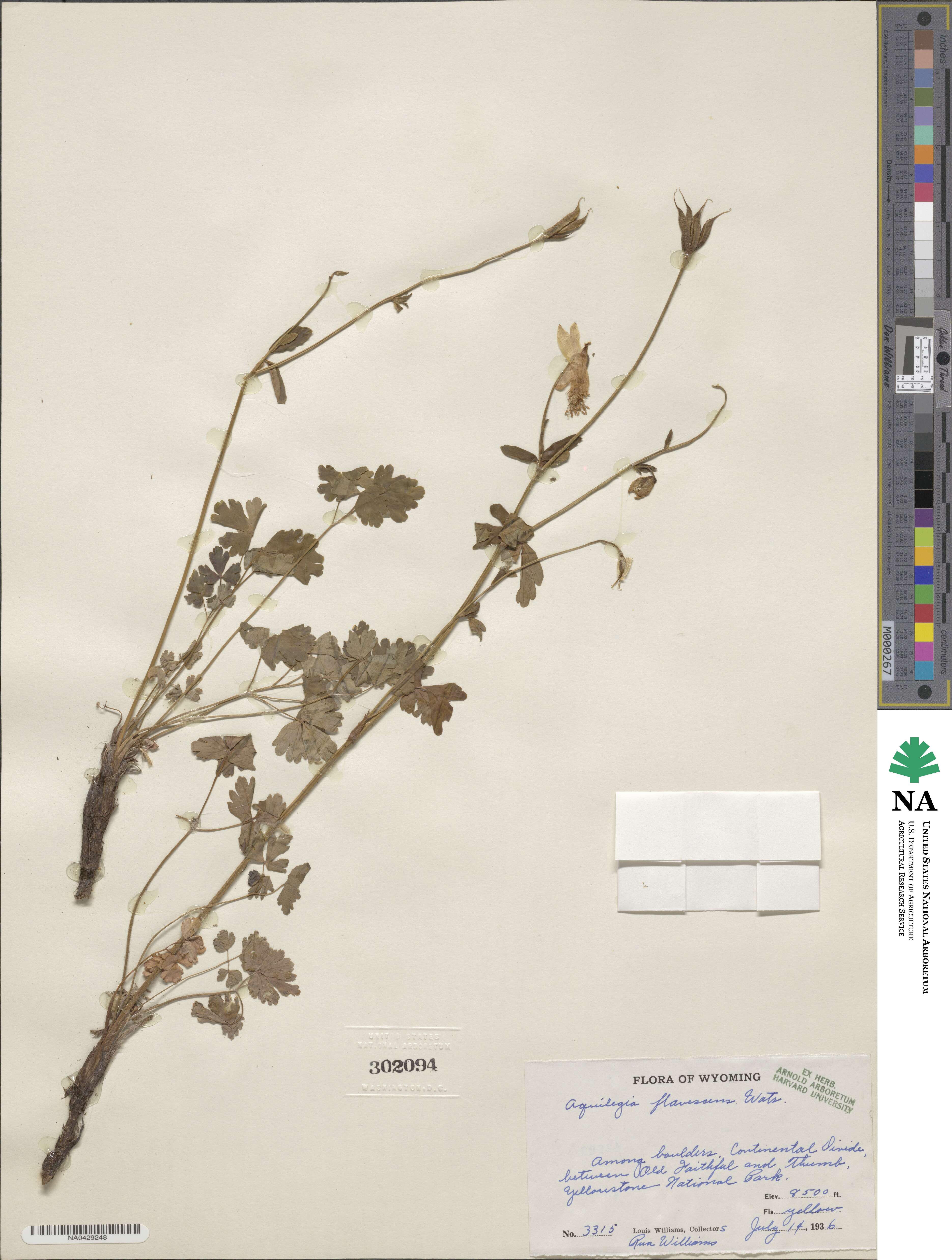 Aquilegia flavescens image