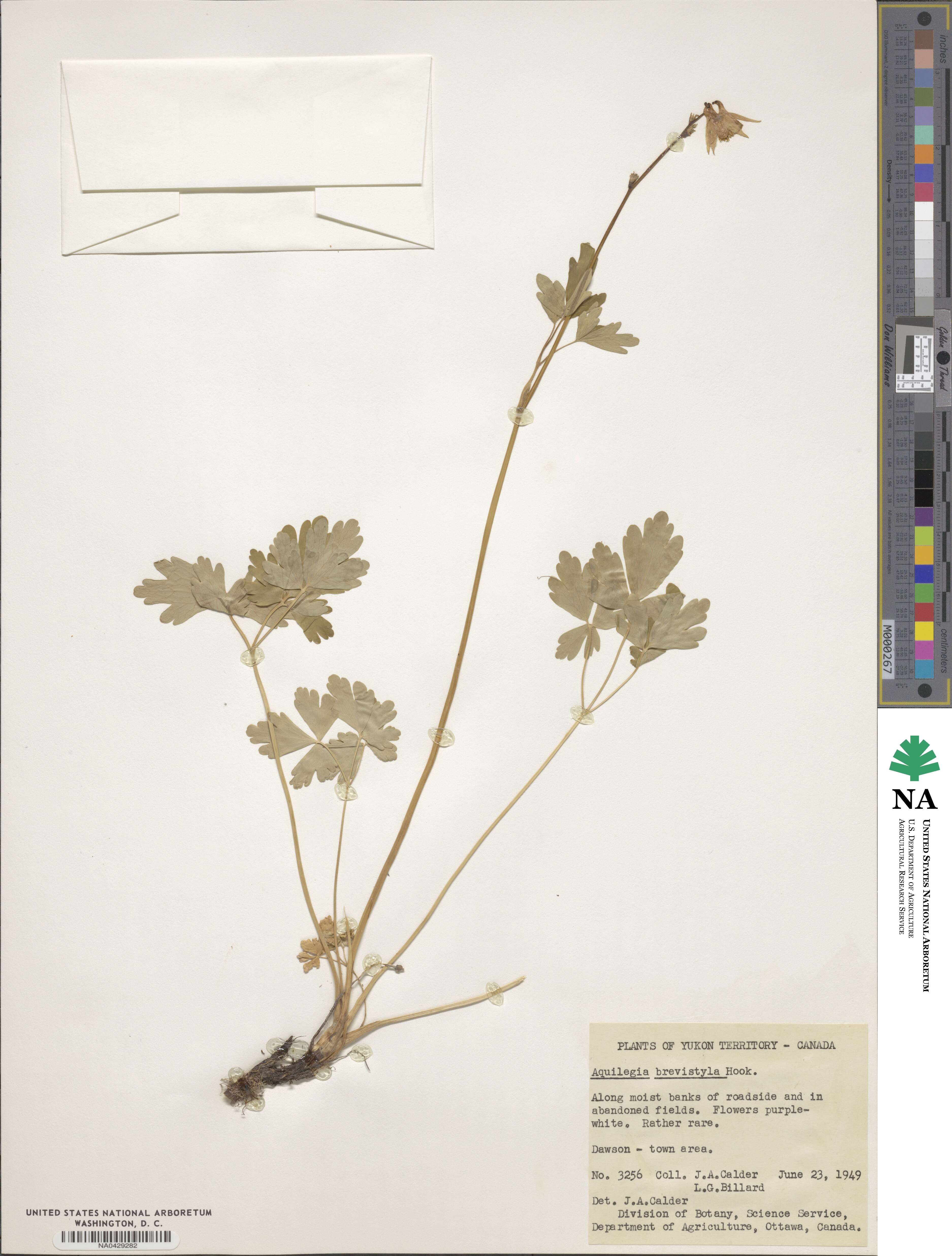 Aquilegia brevistyla image