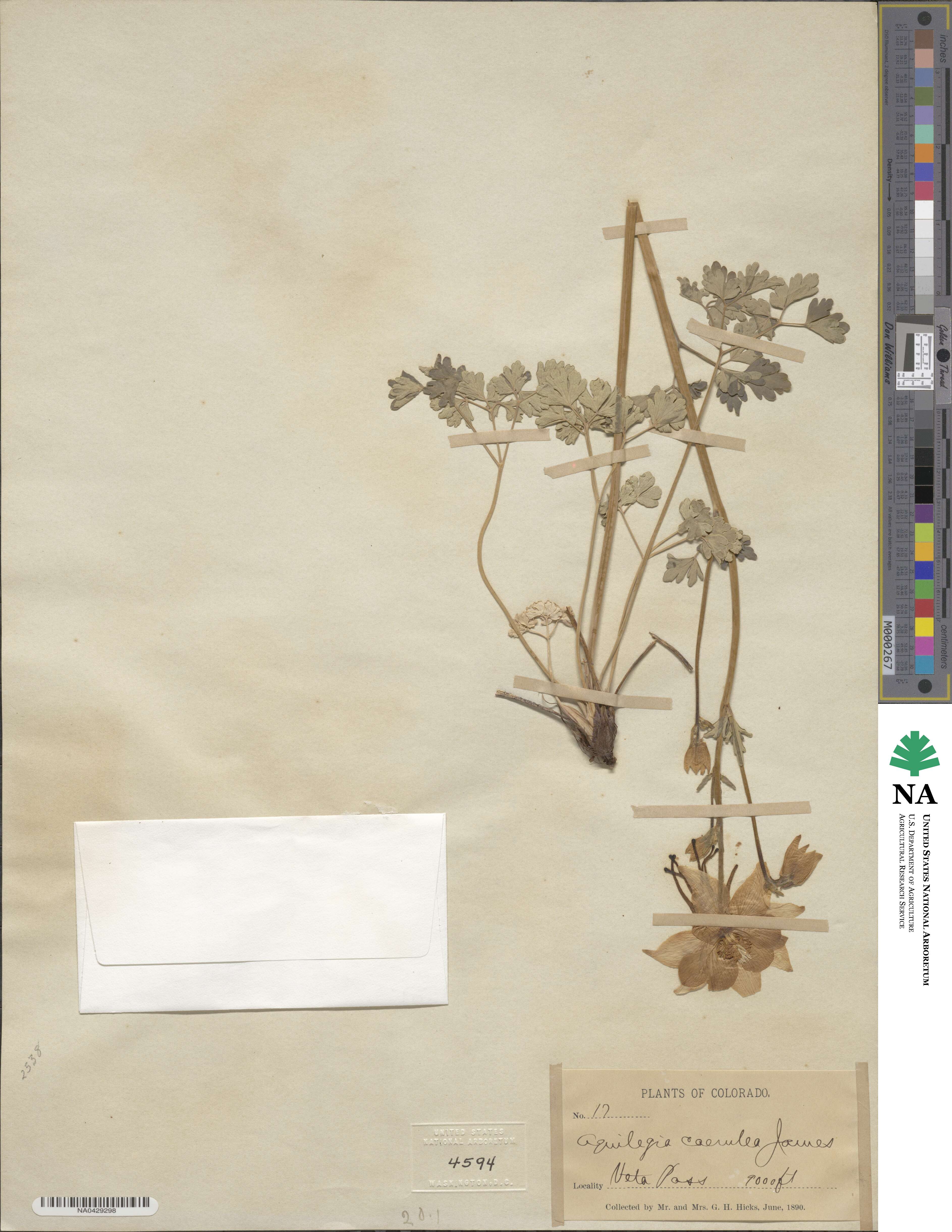 Aquilegia coerulea image