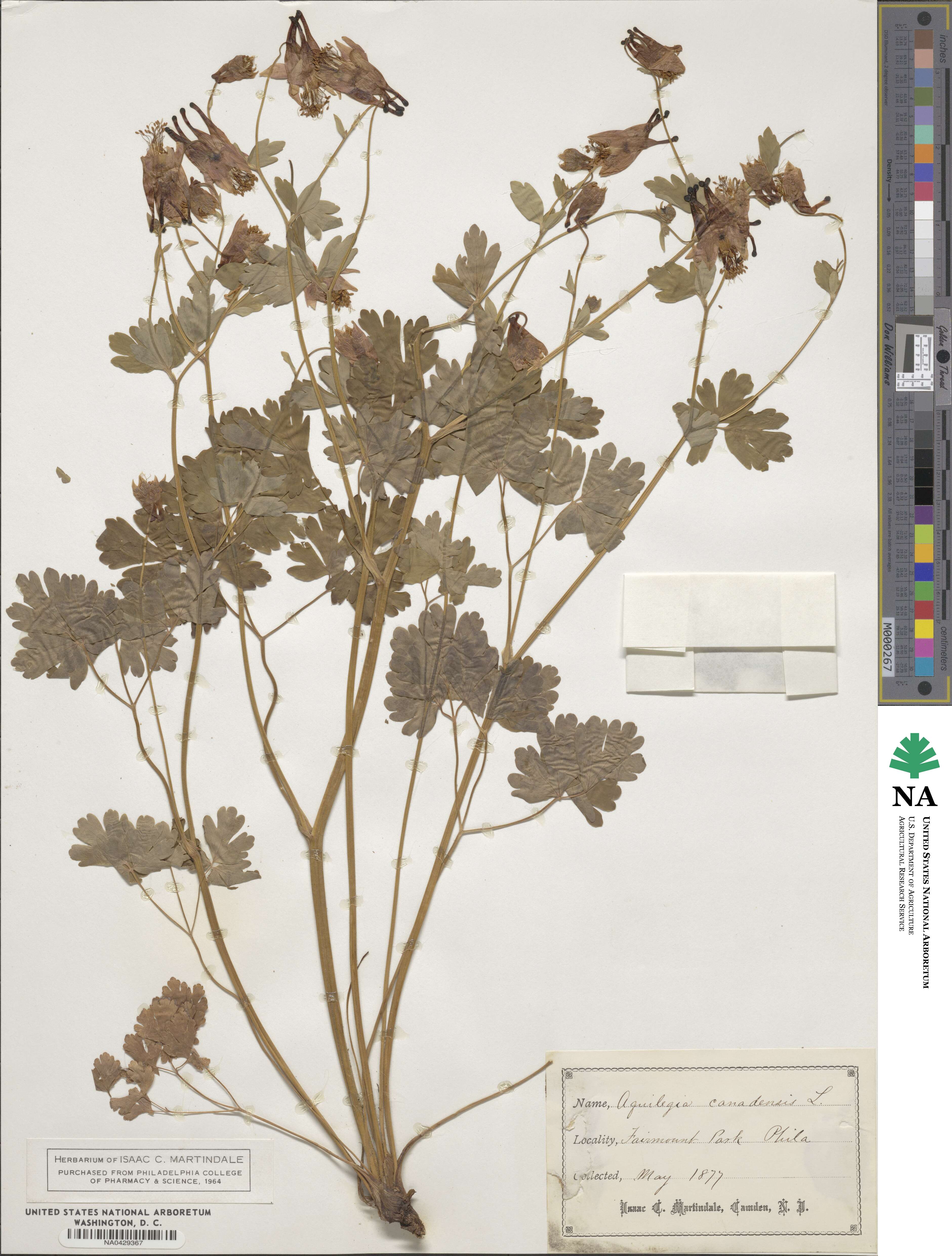 Aquilegia canadensis image