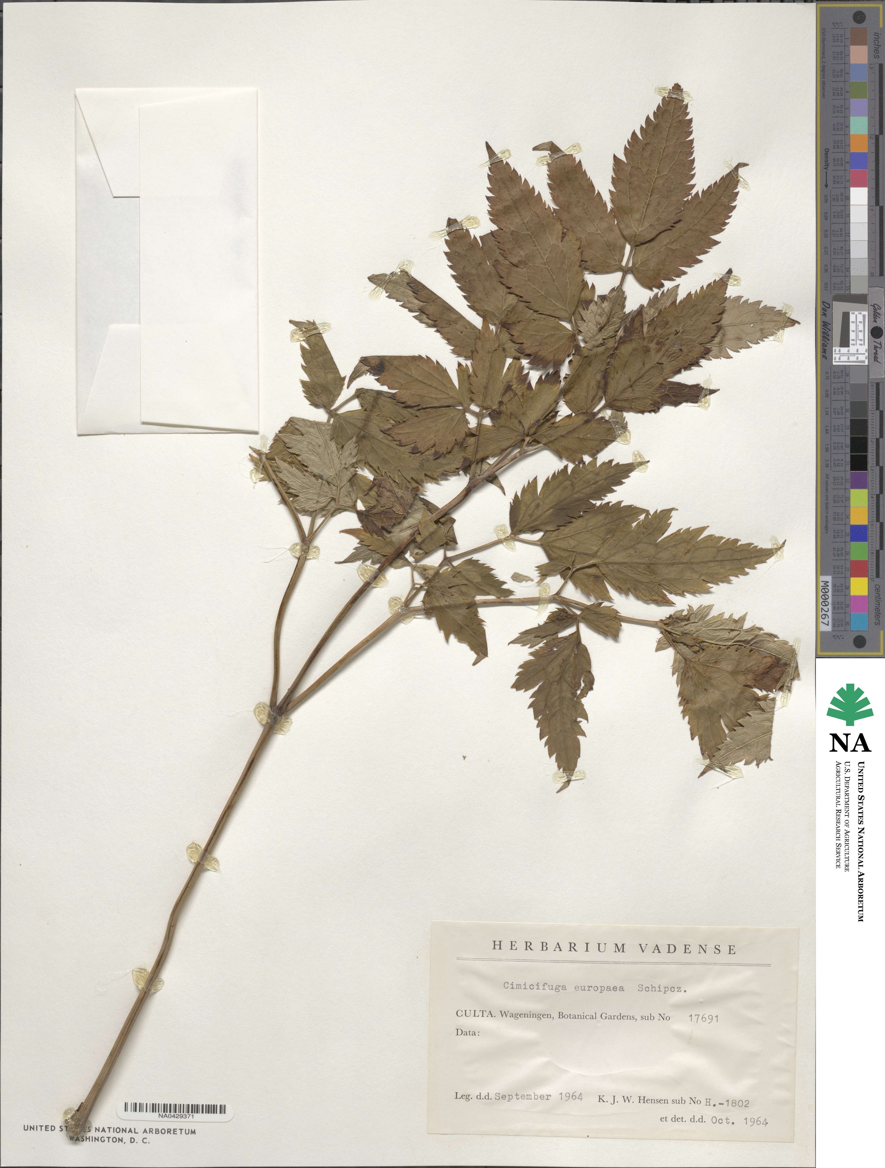 Actaea europaea image