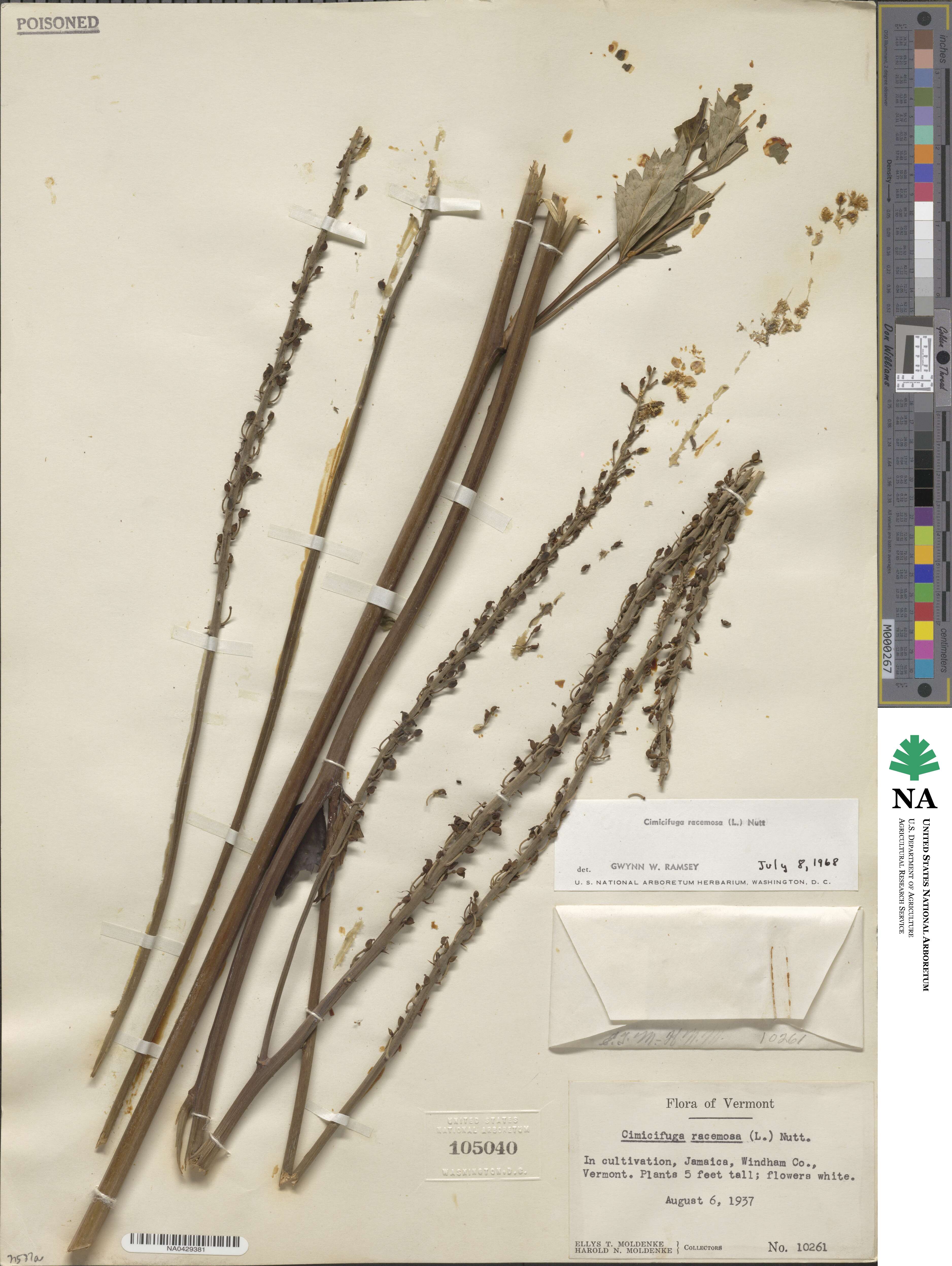Actaea image