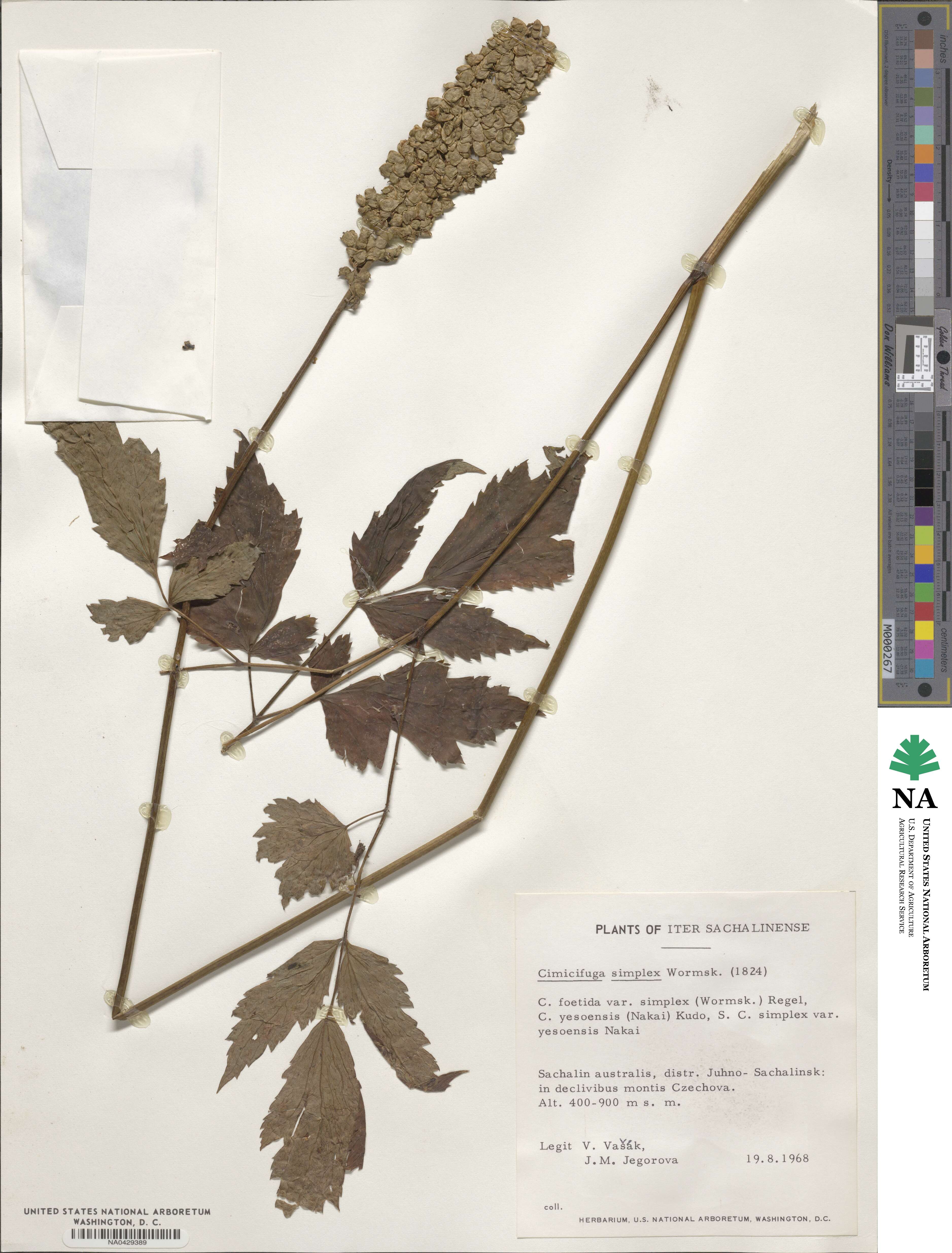 Actaea simplex image
