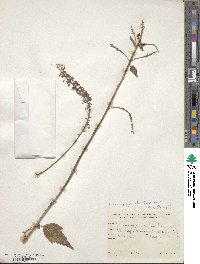 Cimicifuga foetida image